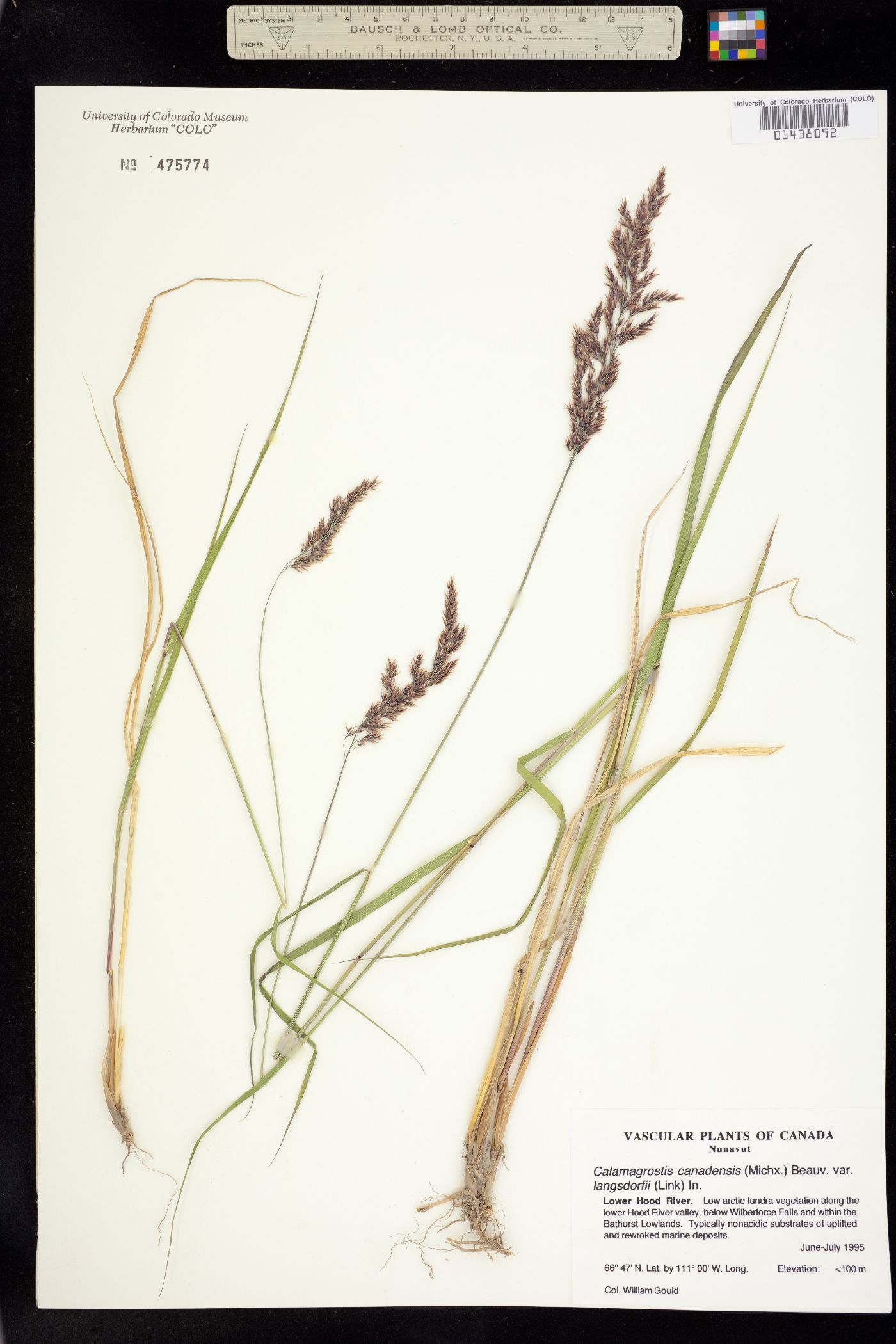 Calamagrostis image