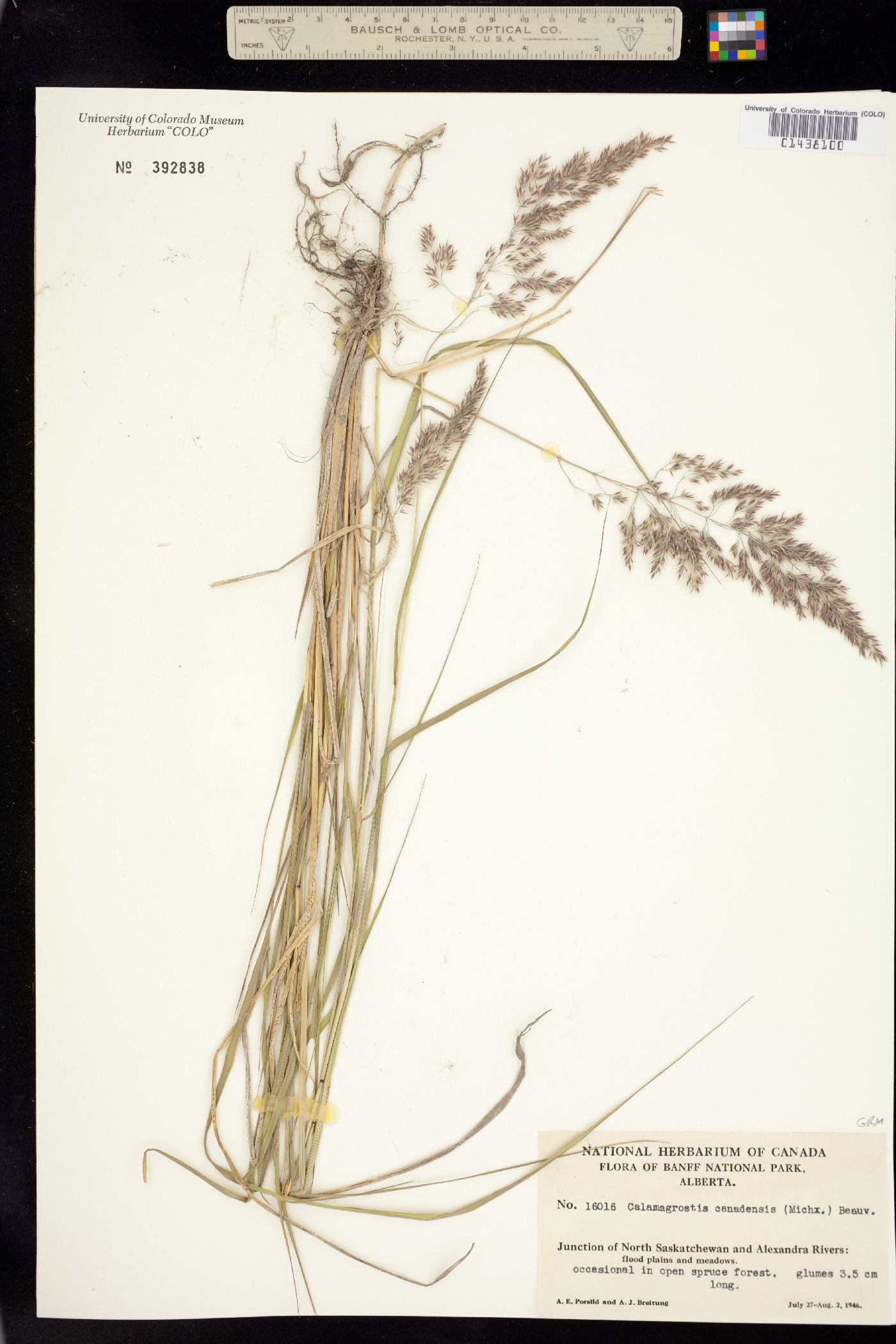 Calamagrostis image