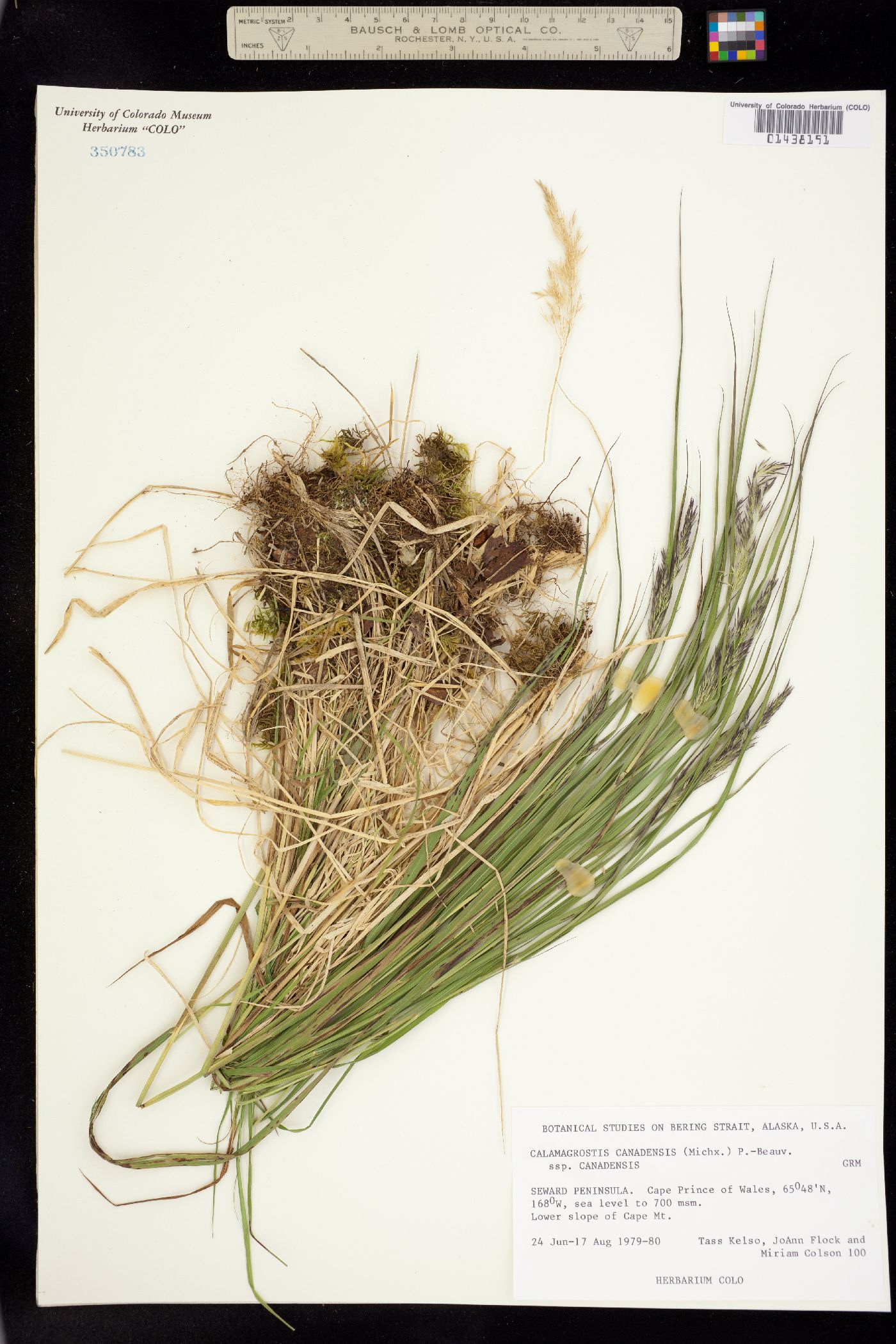 Calamagrostis image