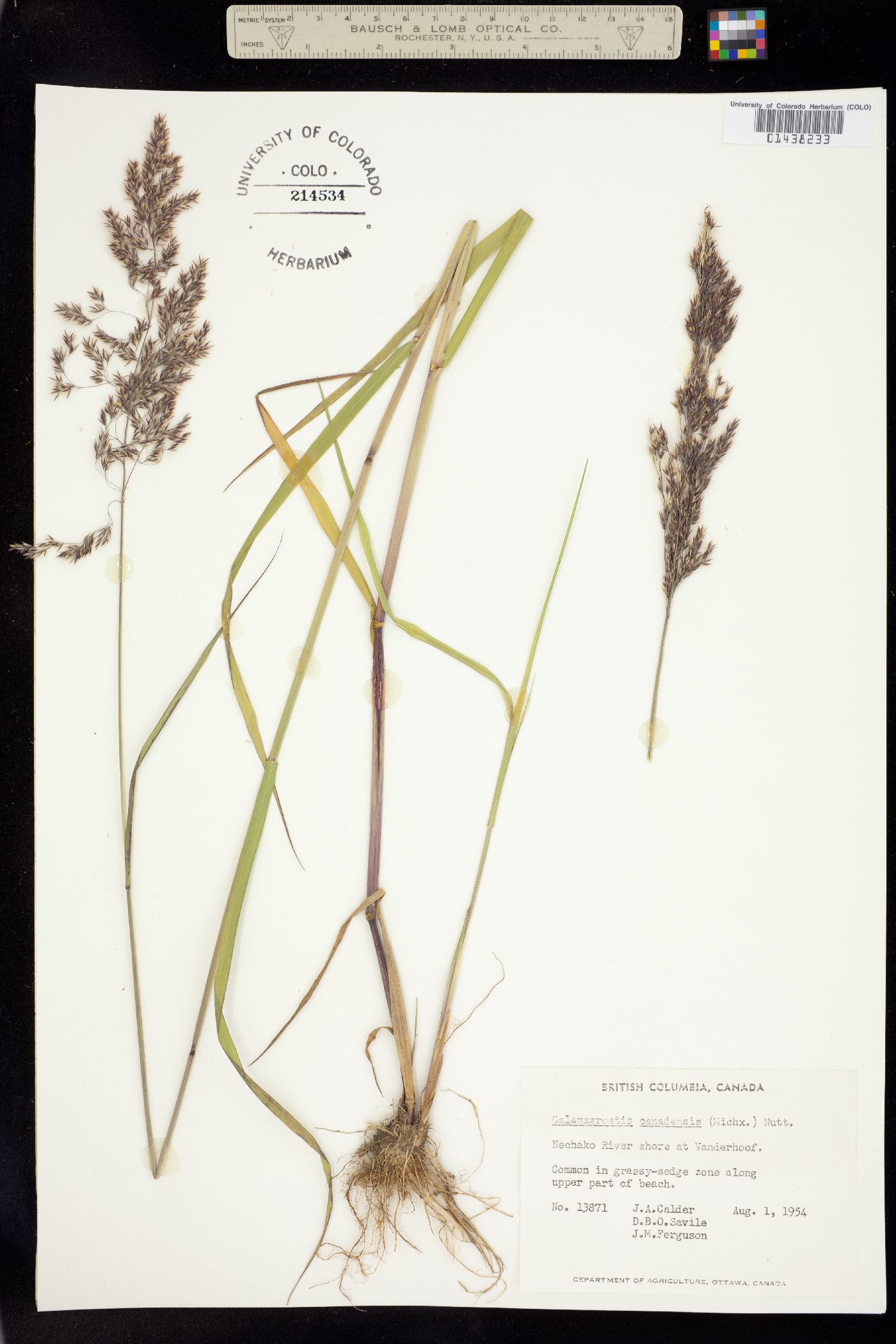 Calamagrostis image