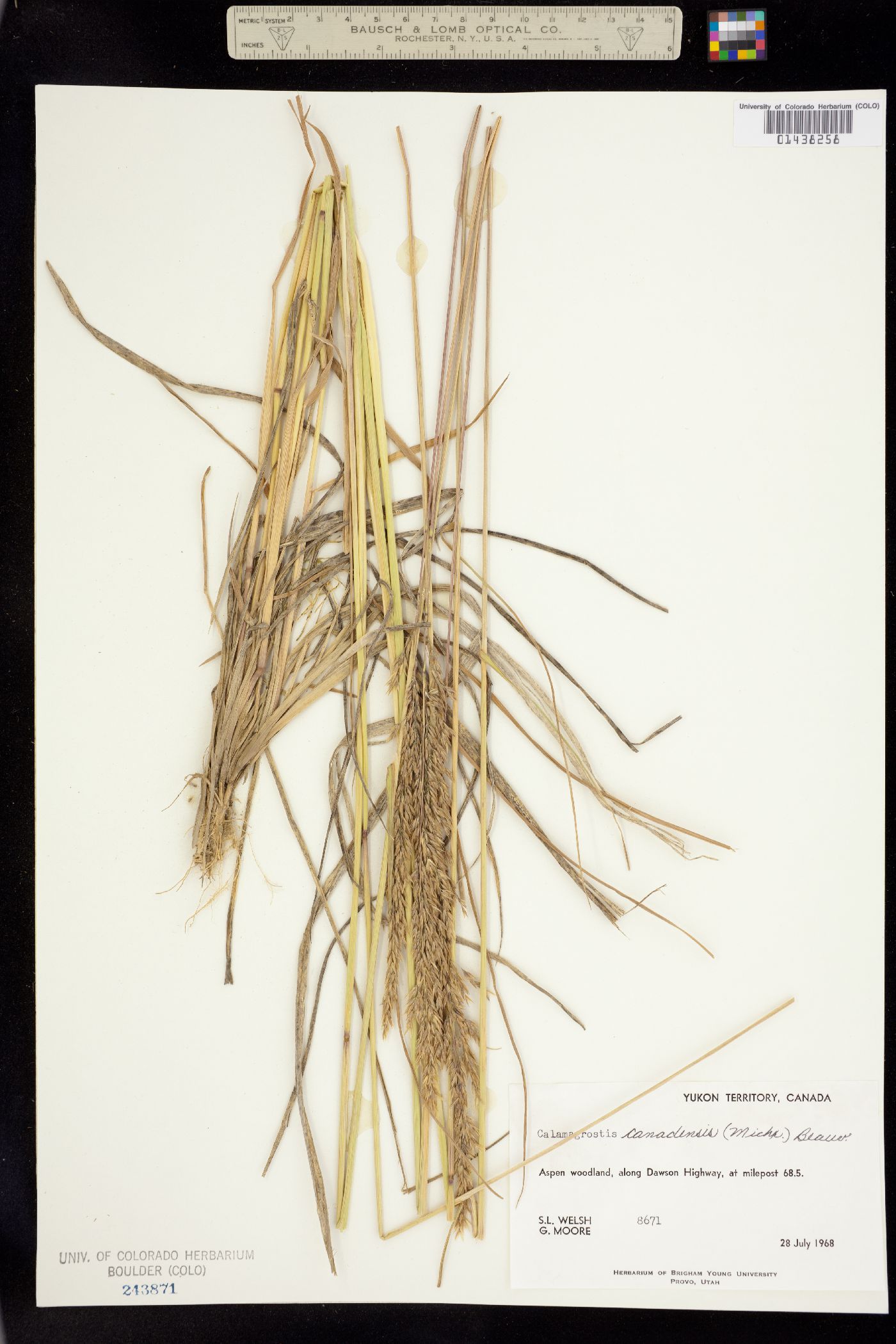 Calamagrostis image