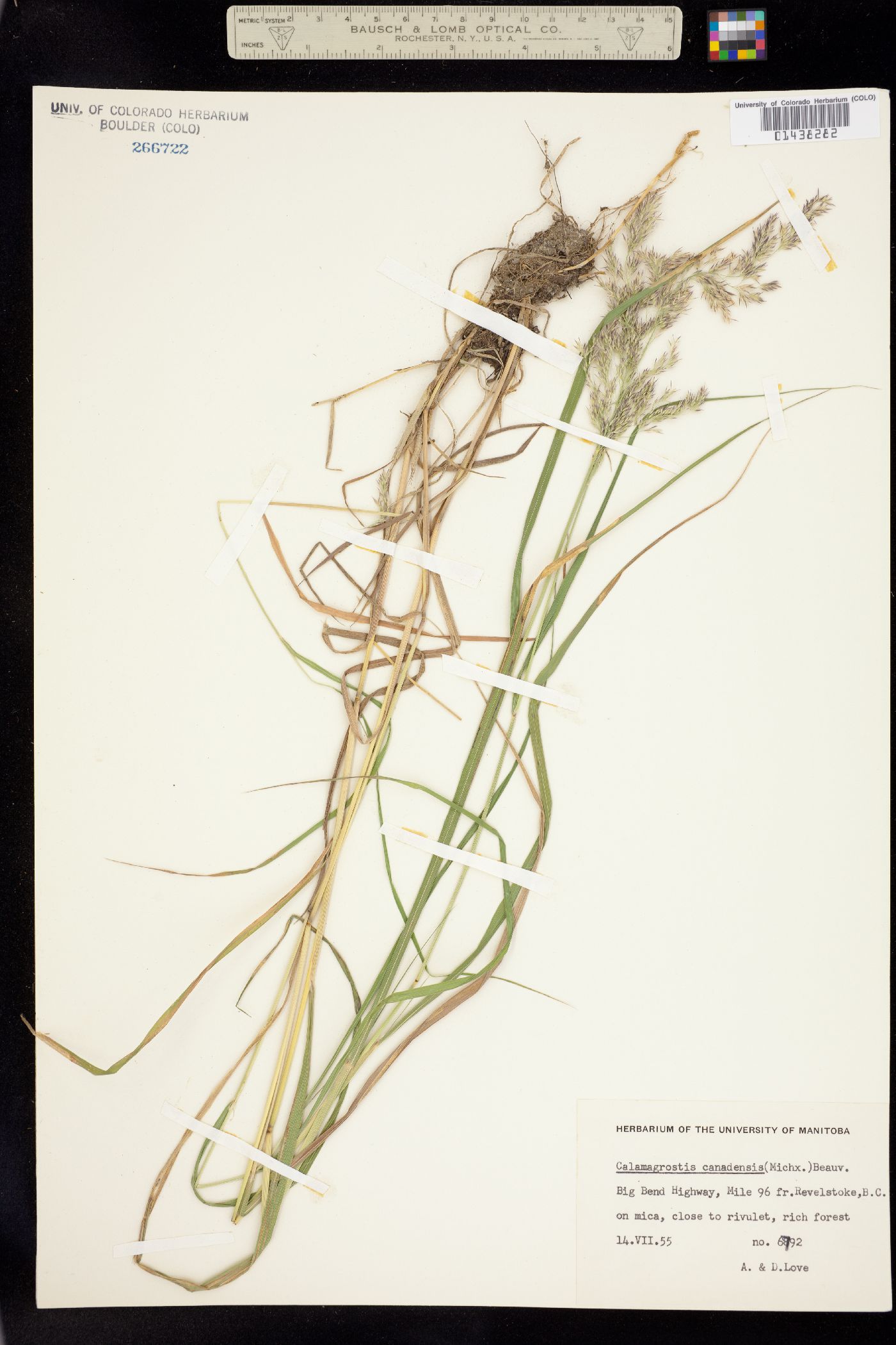 Calamagrostis canadensis image
