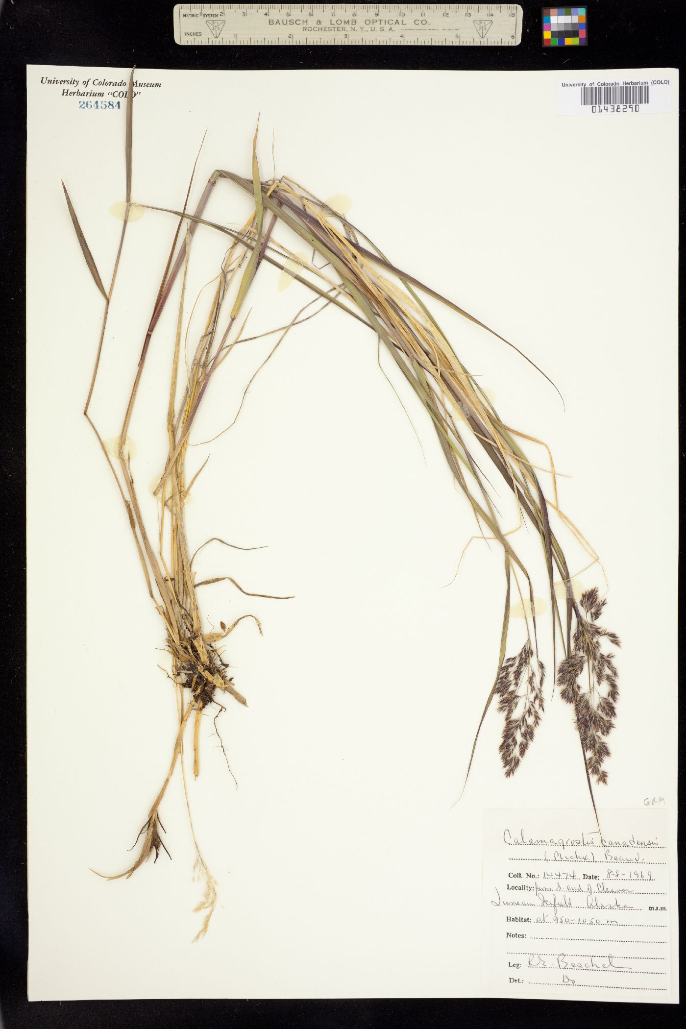Calamagrostis canadensis image