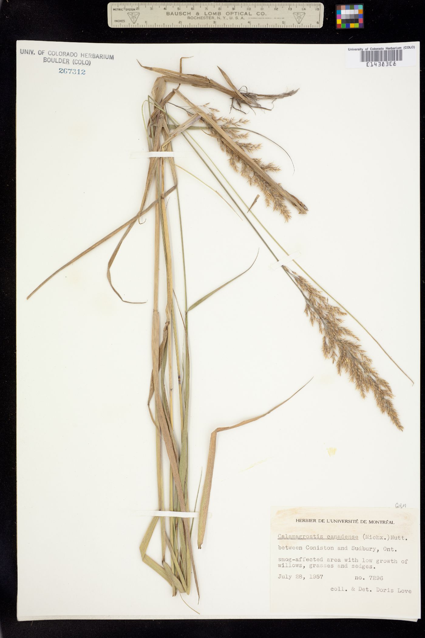 Calamagrostis canadensis image