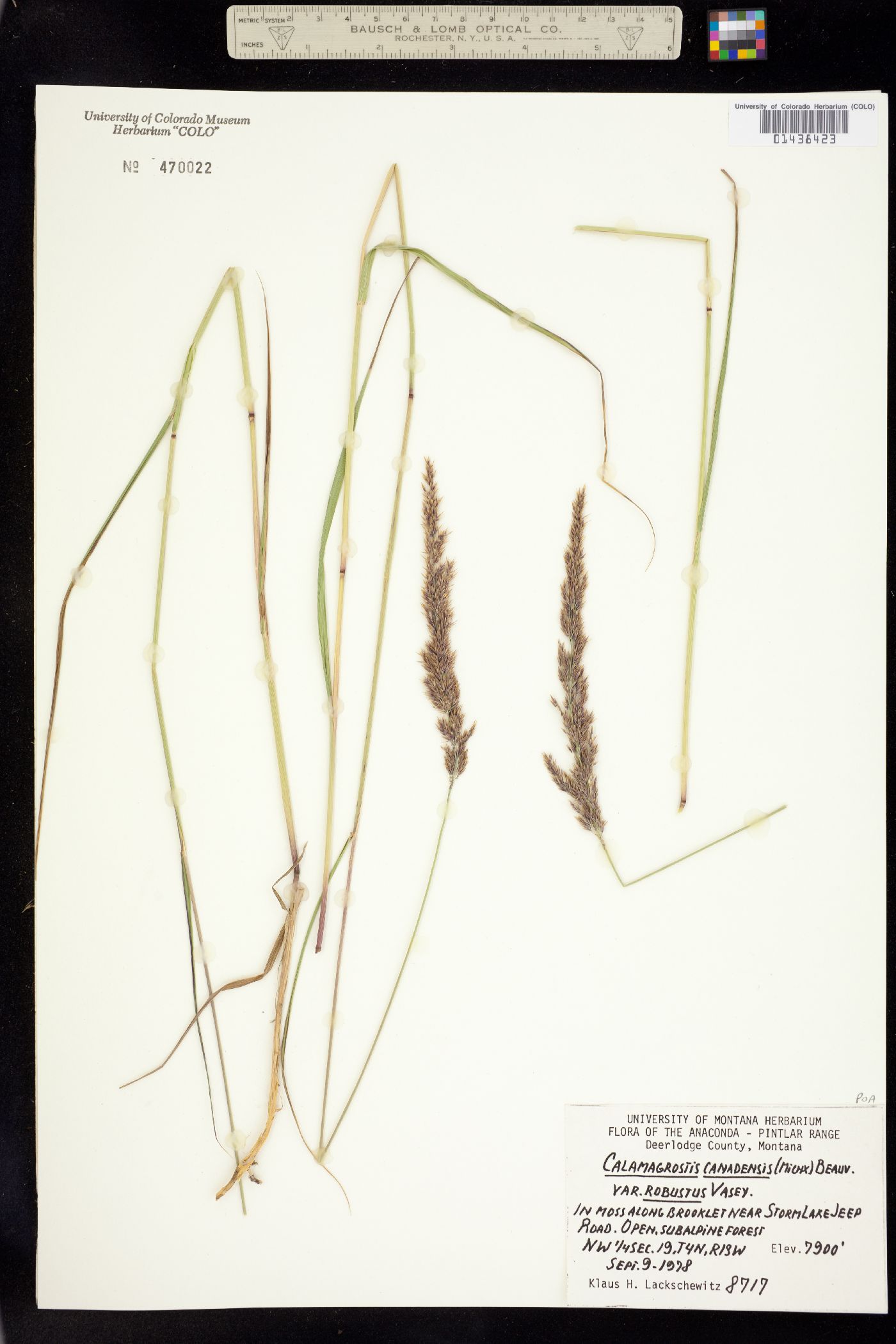 Calamagrostis canadensis image