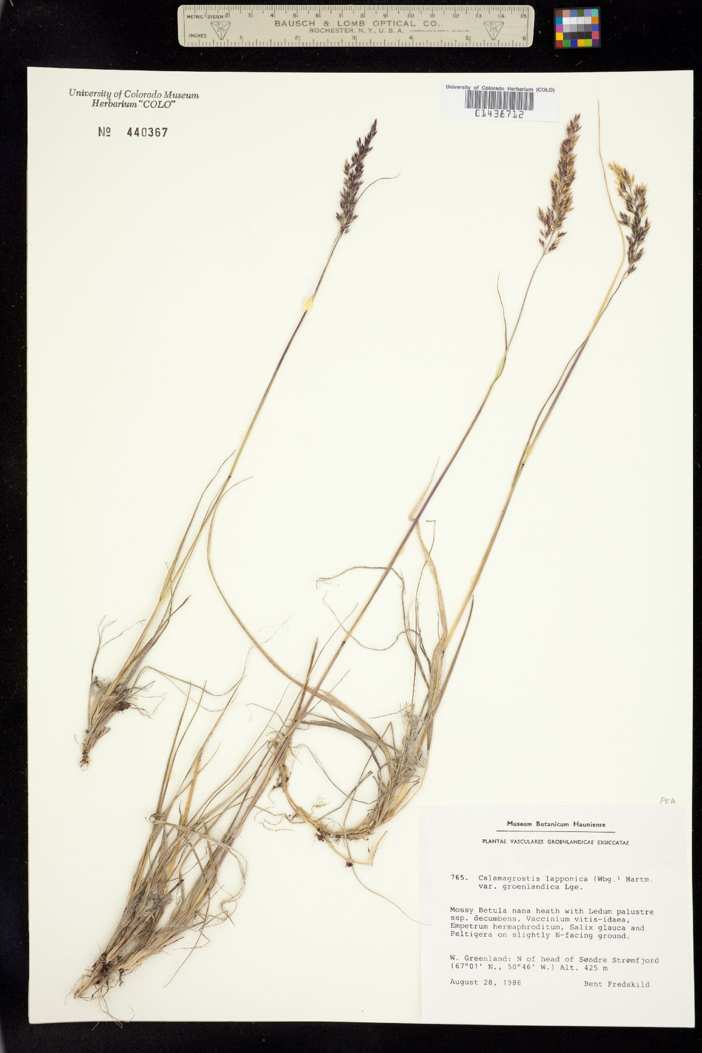 Calamagrostis lapponica image