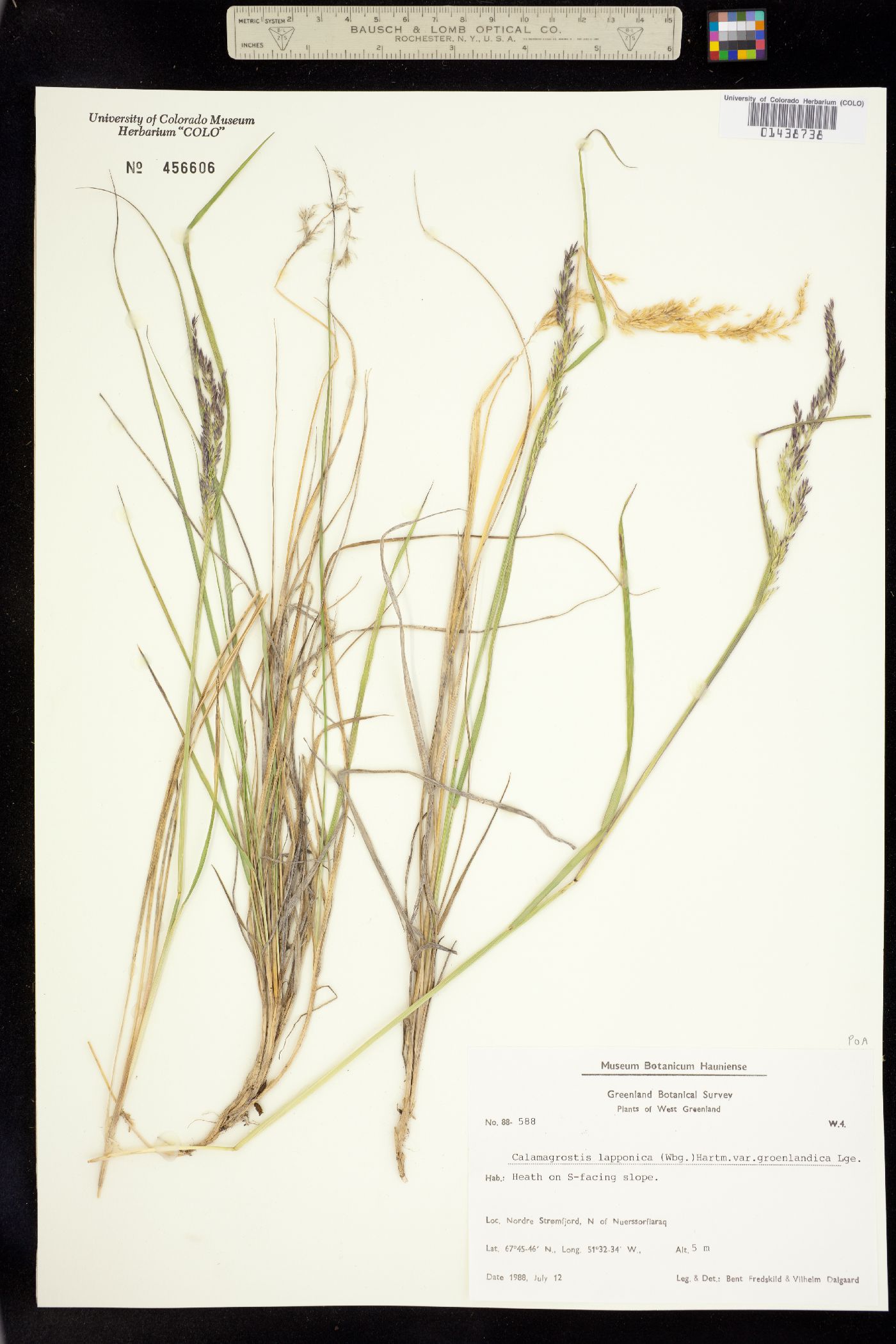 Calamagrostis lapponica image