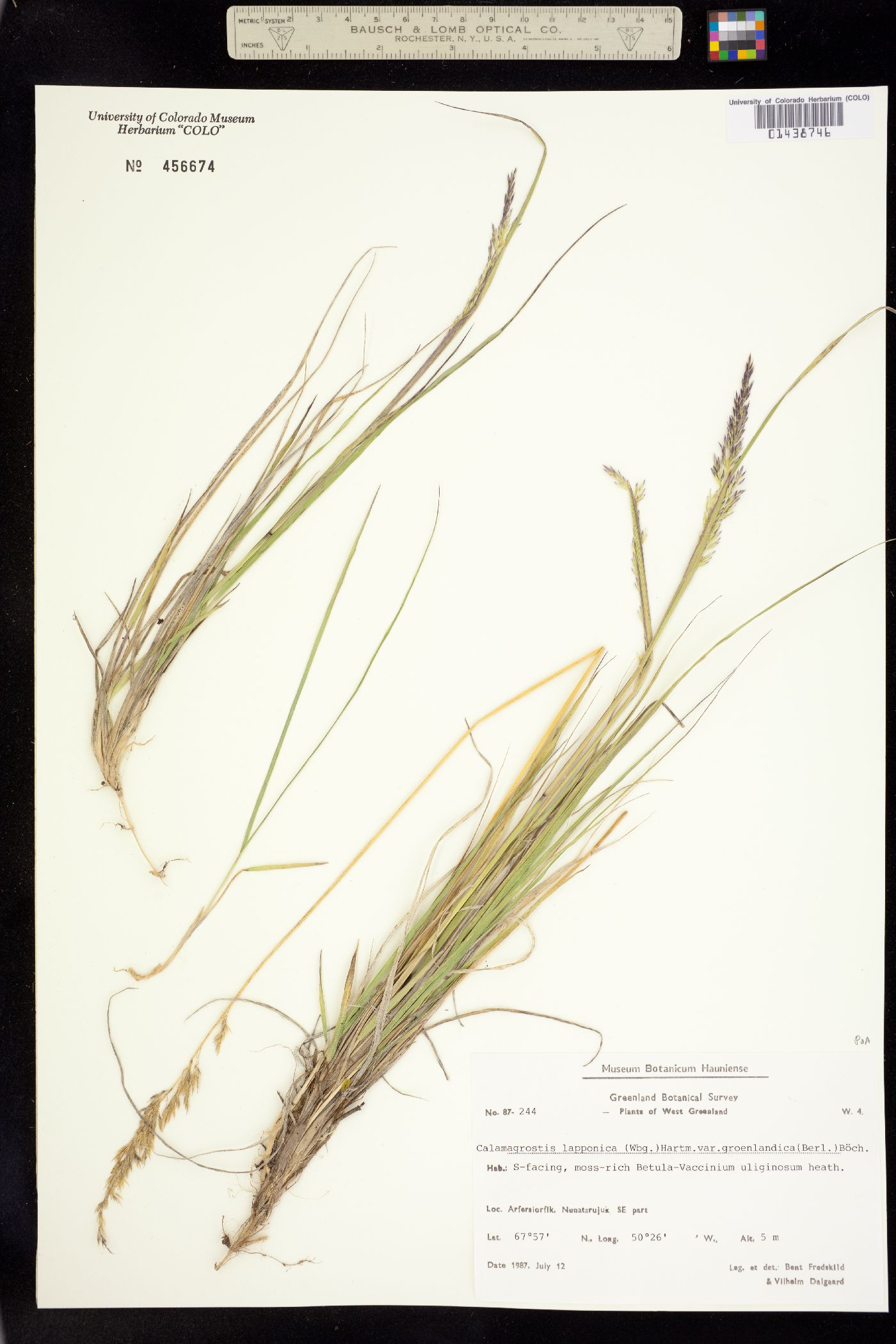 Calamagrostis lapponica image