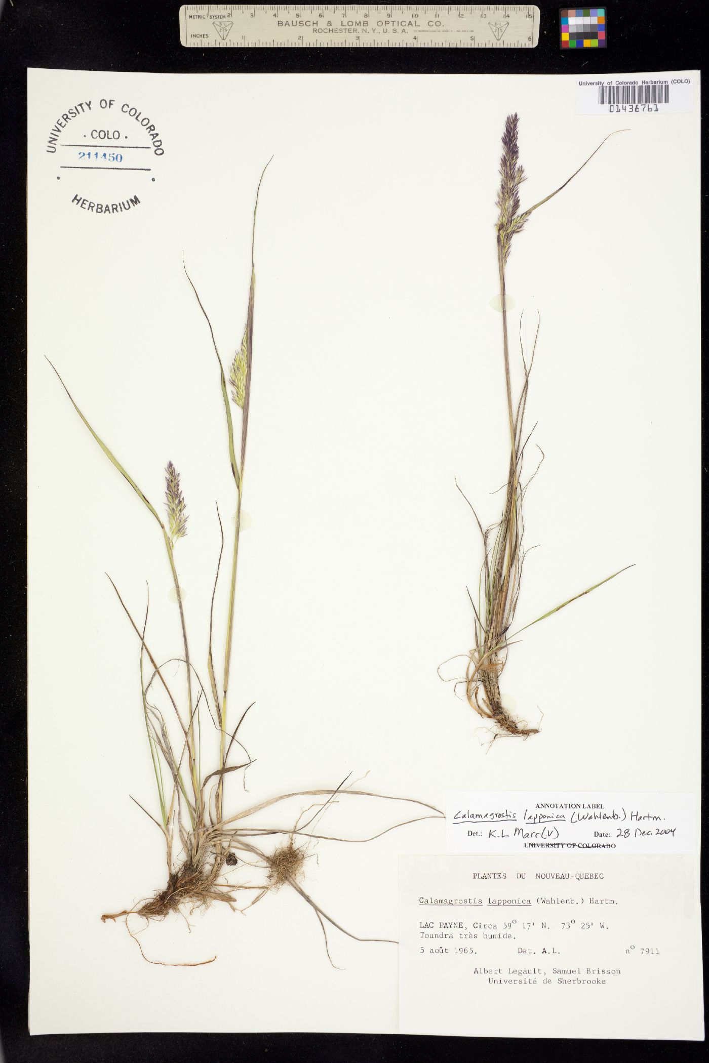 Calamagrostis lapponica image