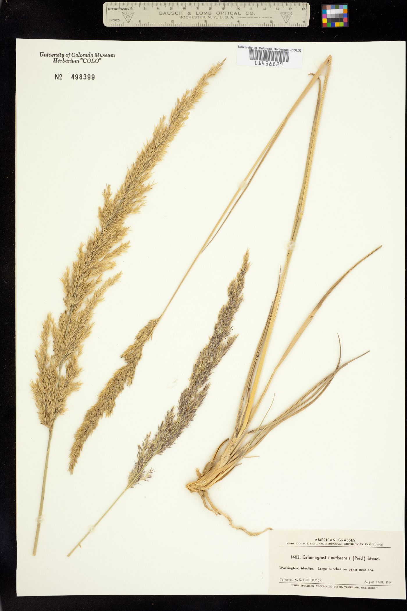 Calamagrostis nutkaensis image