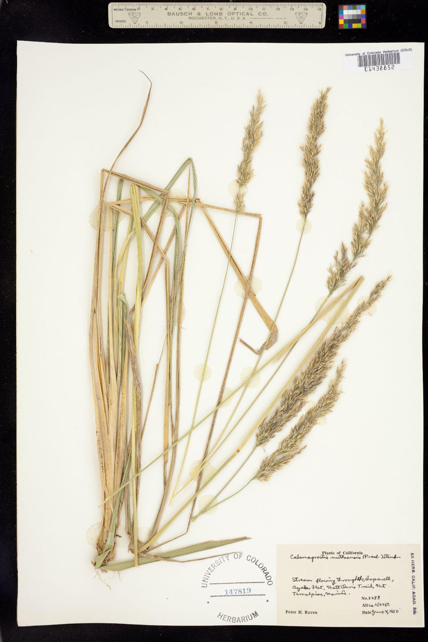Calamagrostis nutkaensis image