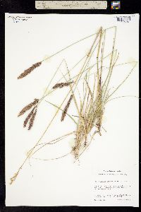 Calamagrostis purpurascens var. laricina image