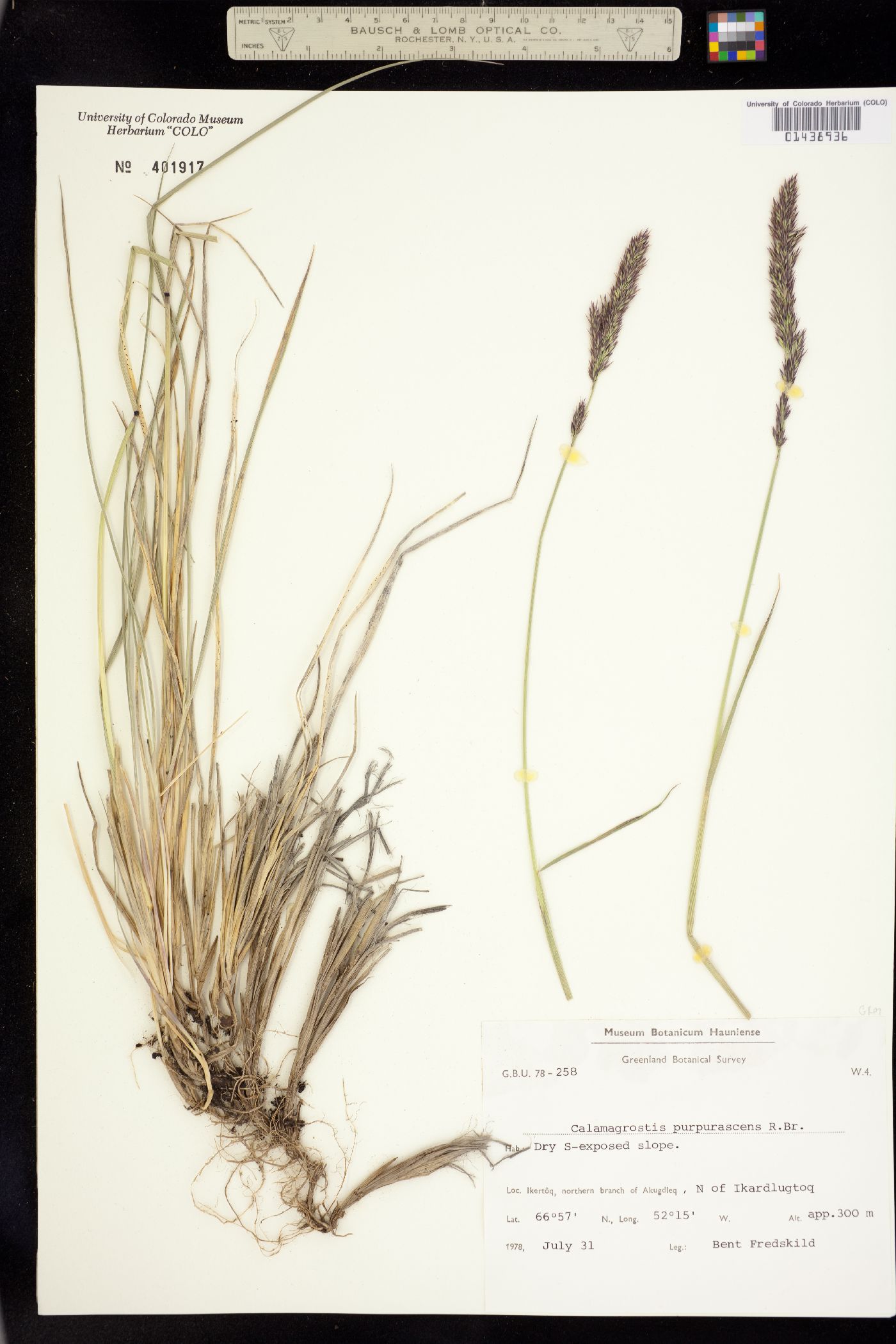 Calamagrostis purpurascens image