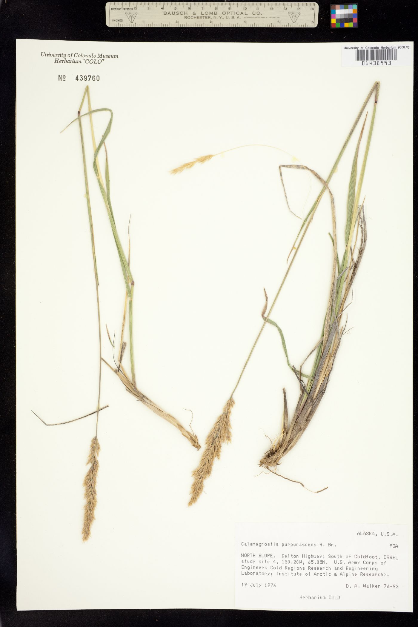 Calamagrostis purpurascens image