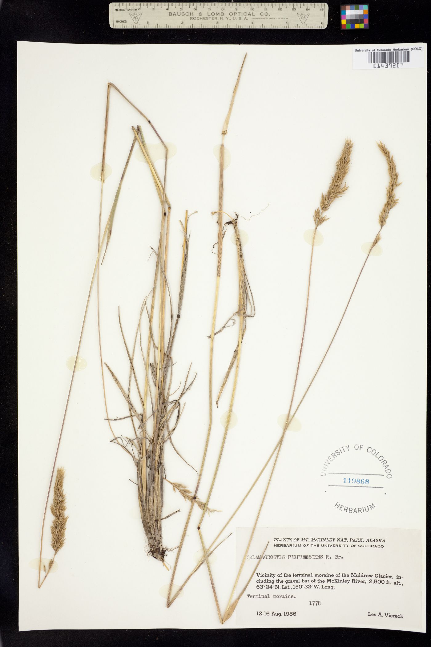 Calamagrostis image