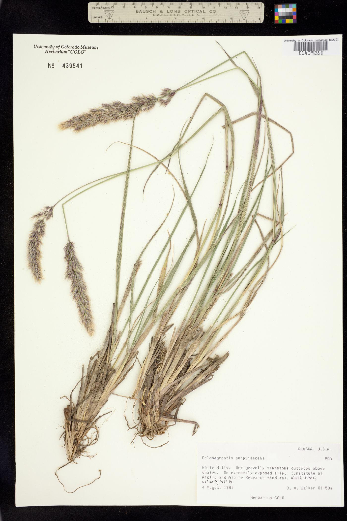 Calamagrostis purpurascens image