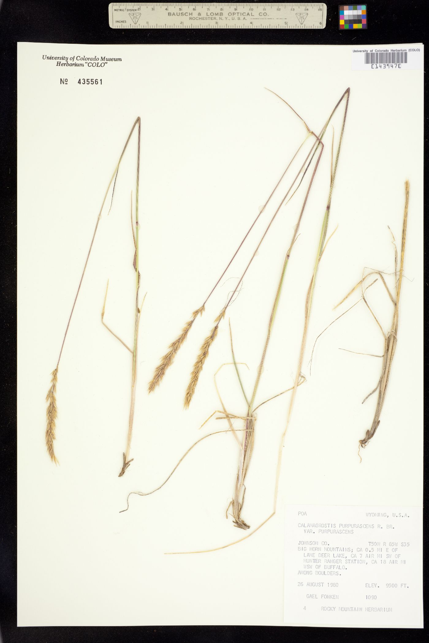 Calamagrostis purpurascens var. purpurascens image