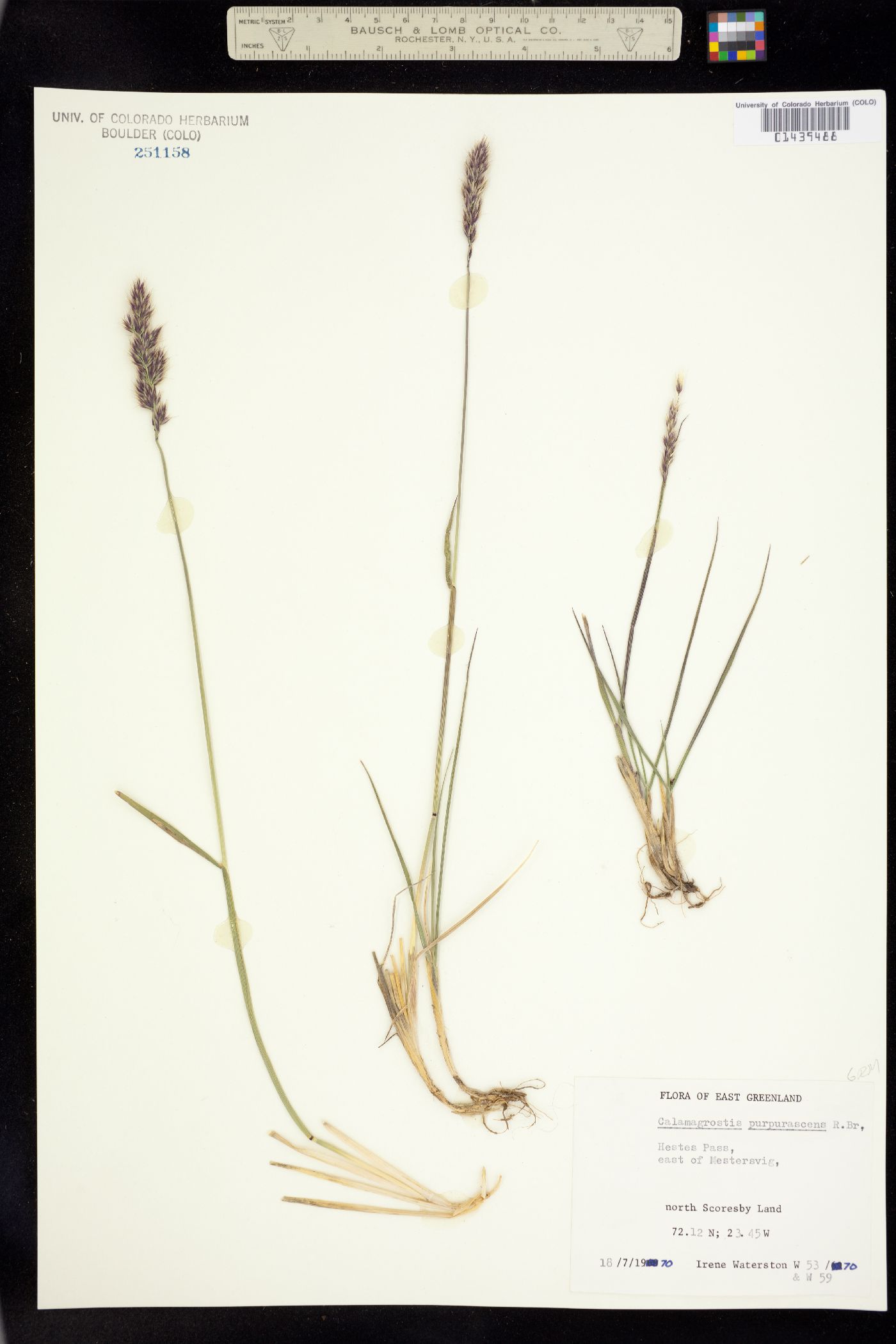 Calamagrostis purpurascens image
