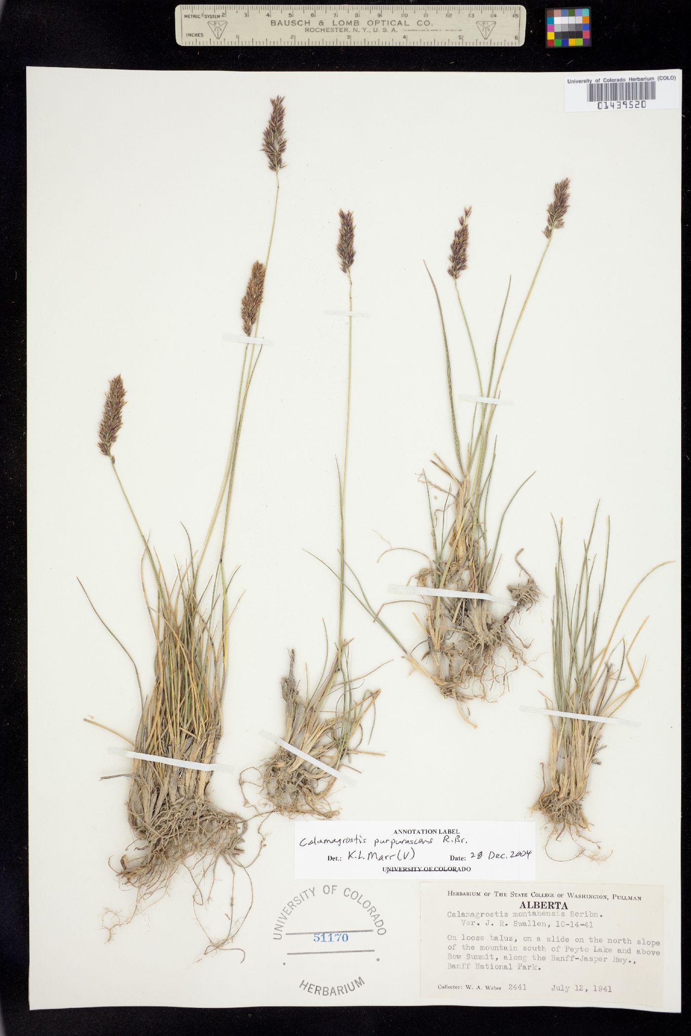 Calamagrostis purpurascens image