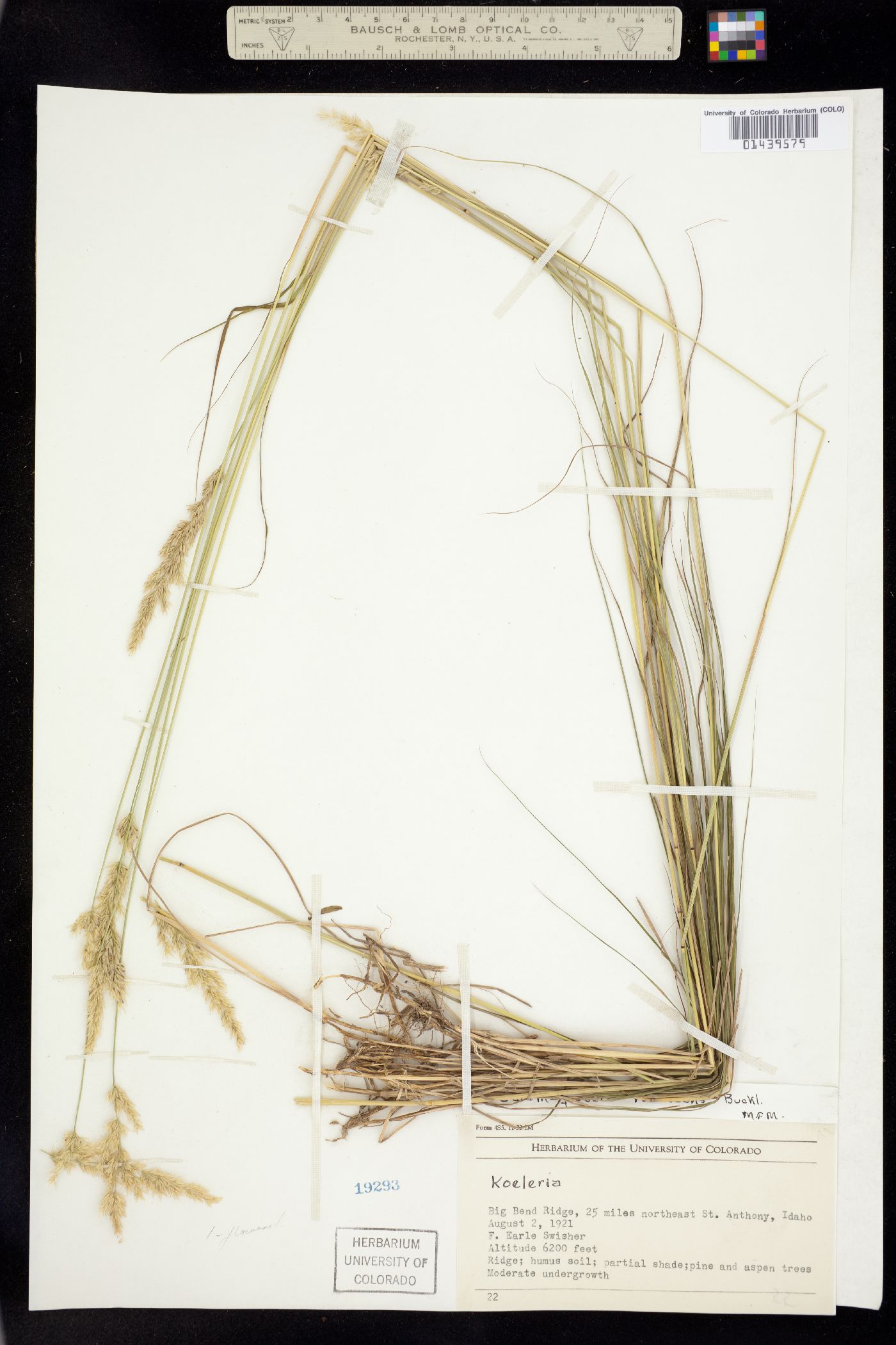 Calamagrostis rubescens image
