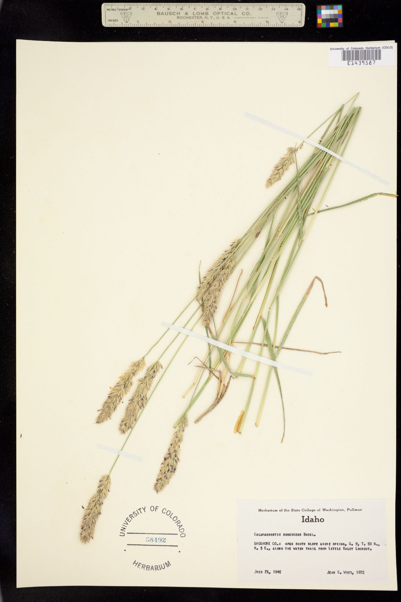 Calamagrostis rubescens image