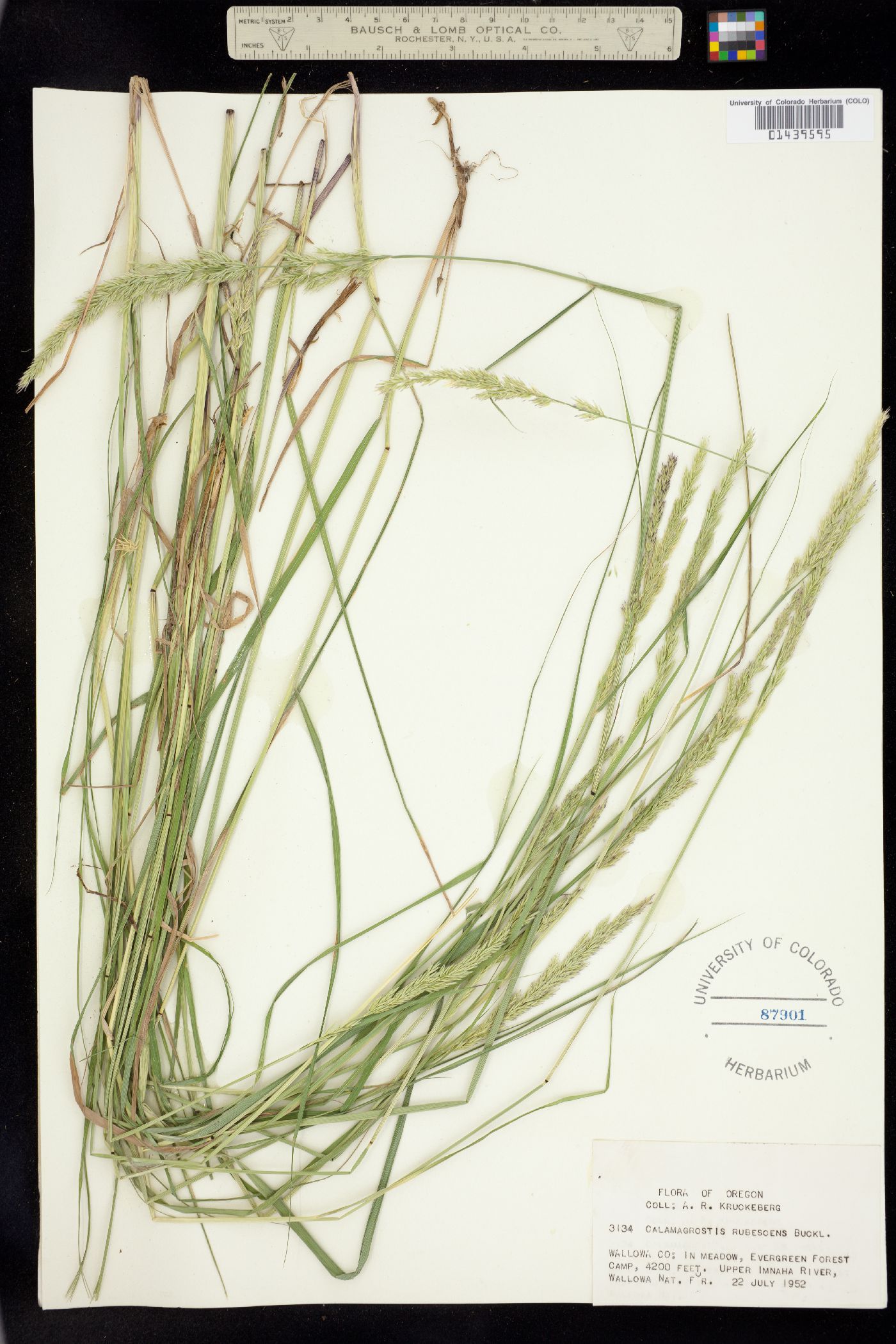 Calamagrostis rubescens image