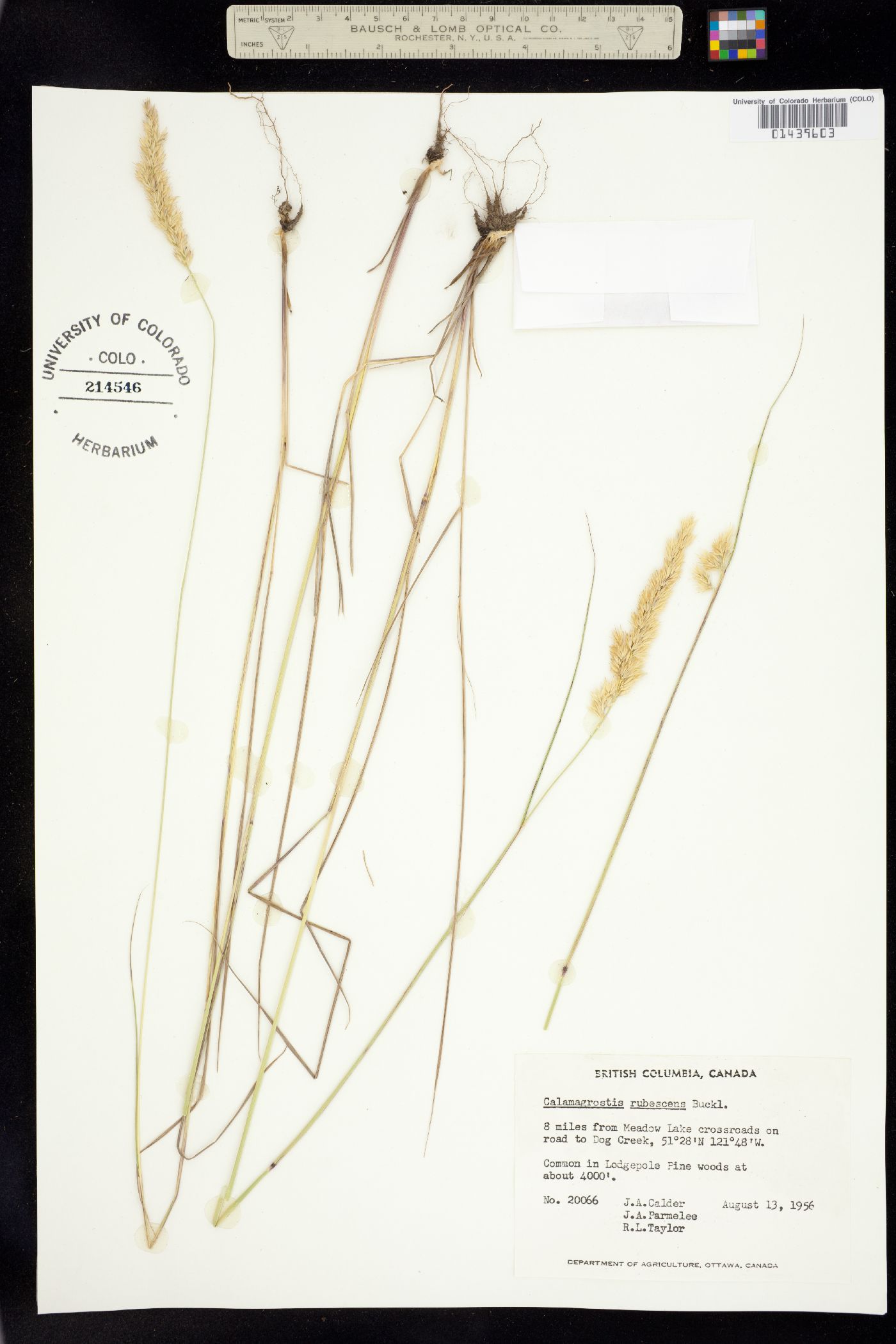 Calamagrostis rubescens image