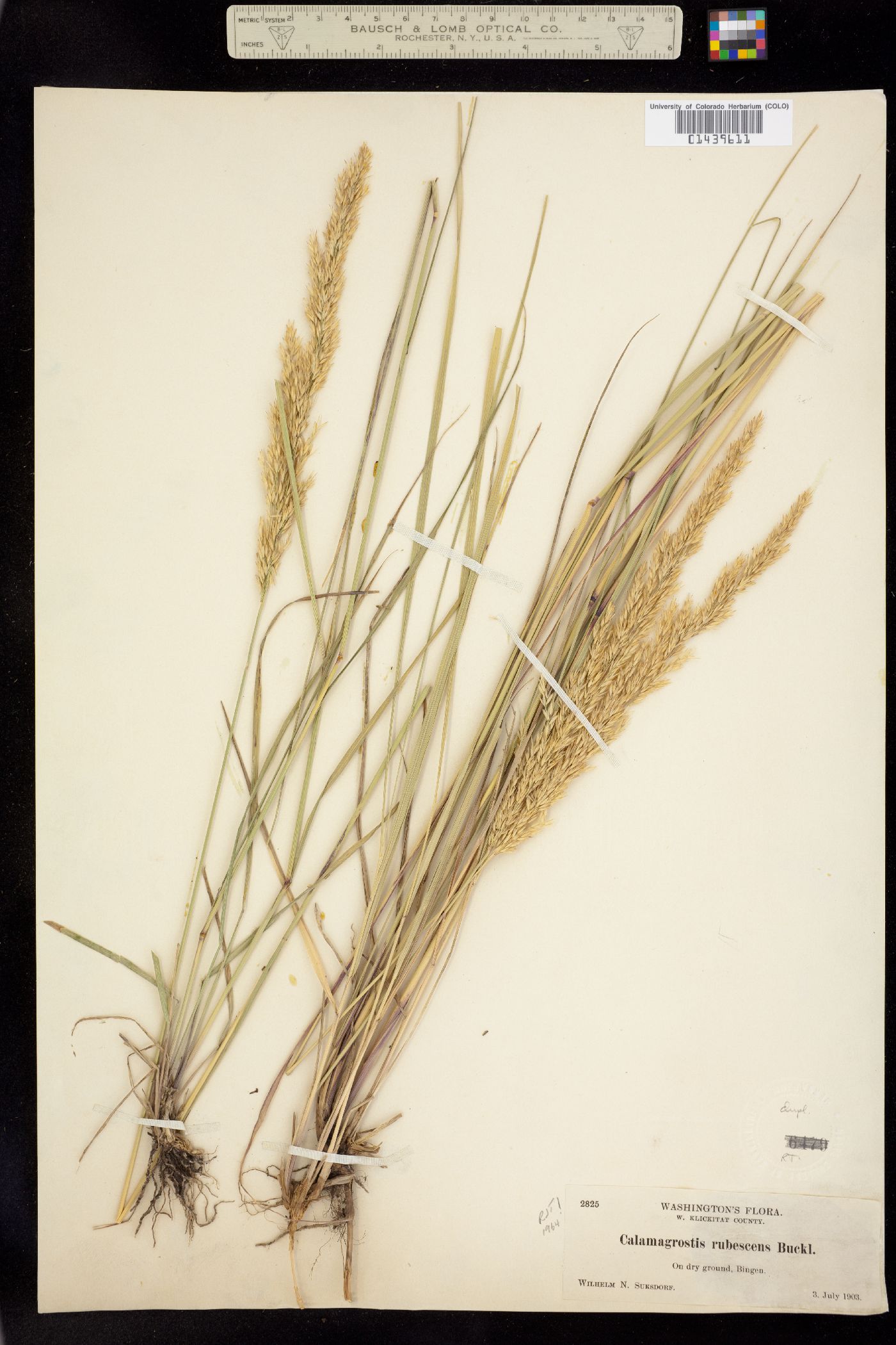 Calamagrostis rubescens image