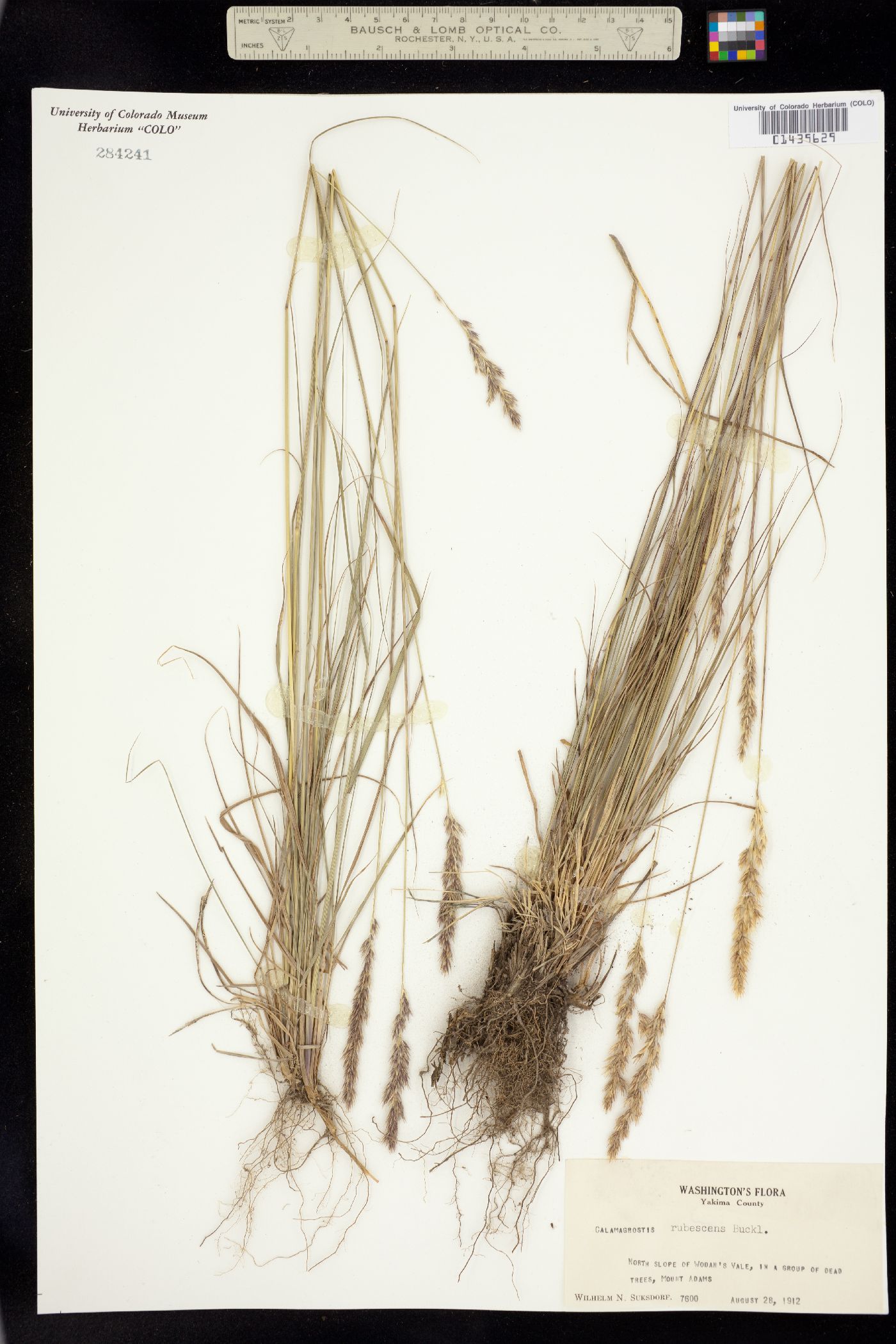 Calamagrostis rubescens image