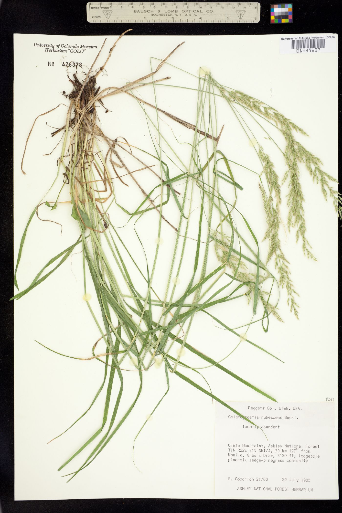 Calamagrostis rubescens image