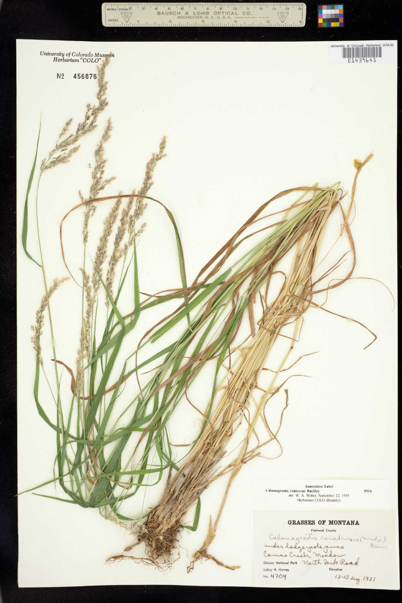 Calamagrostis rubescens image