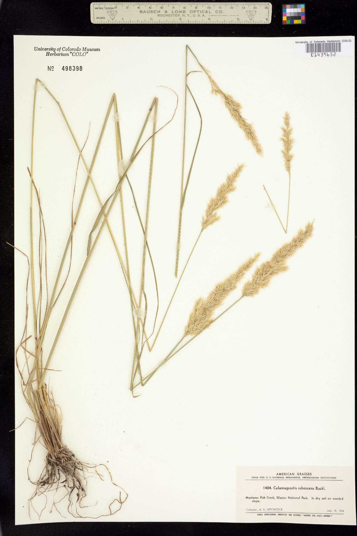 Calamagrostis rubescens image