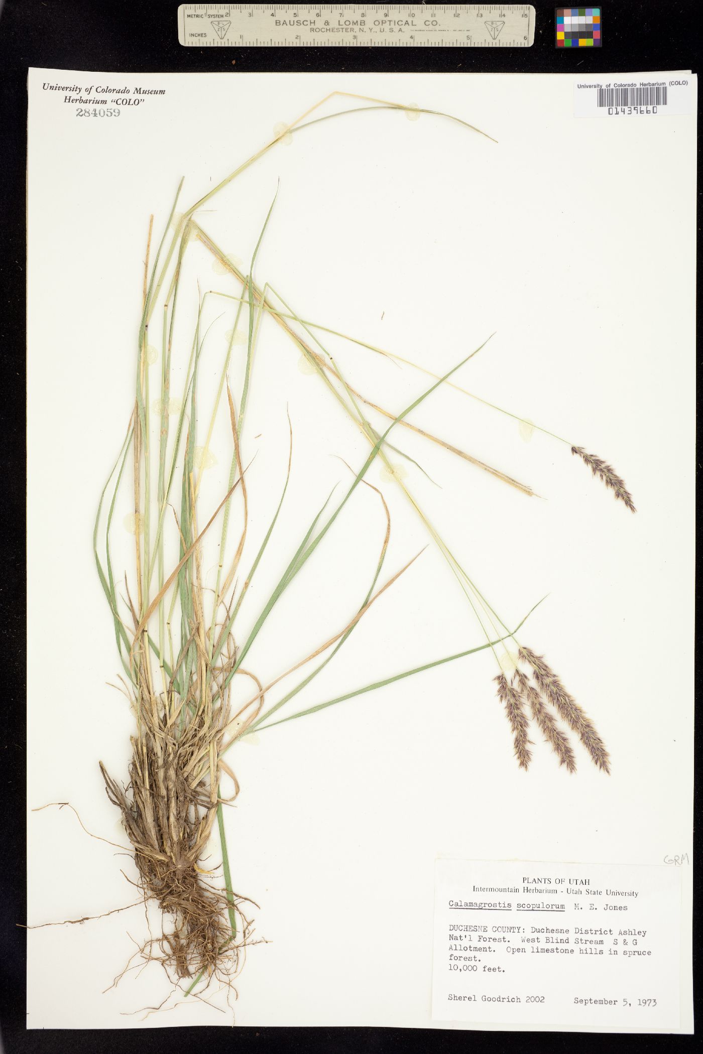 Calamagrostis scopulorum image