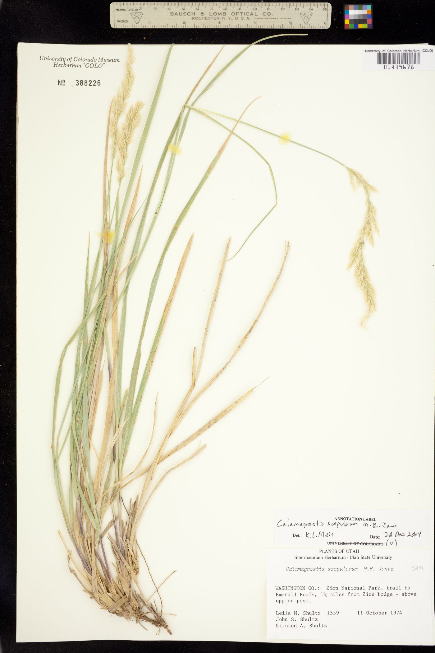 Calamagrostis scopulorum image