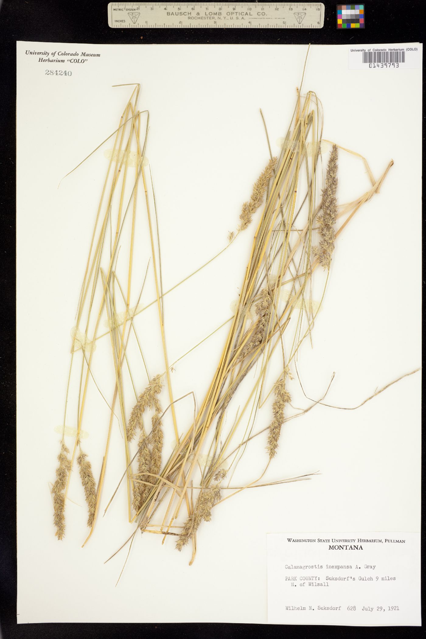Calamagrostis stricta image