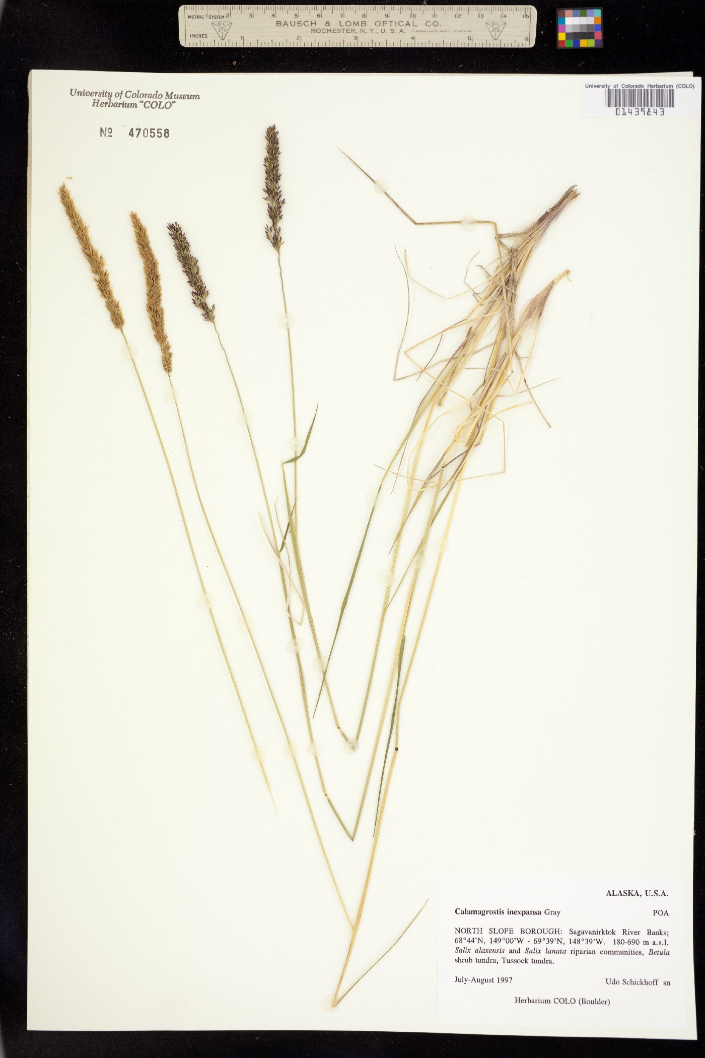 Calamagrostis image