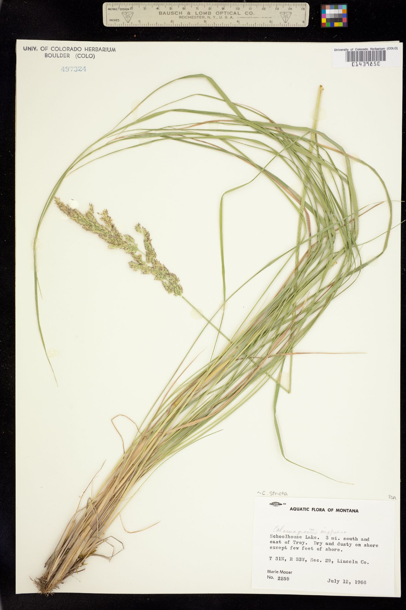 Calamagrostis image