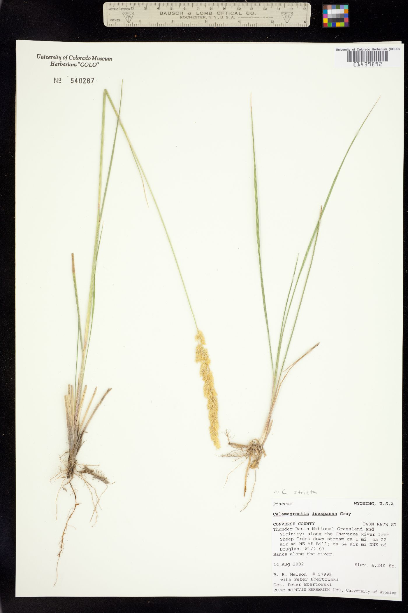 Calamagrostis image
