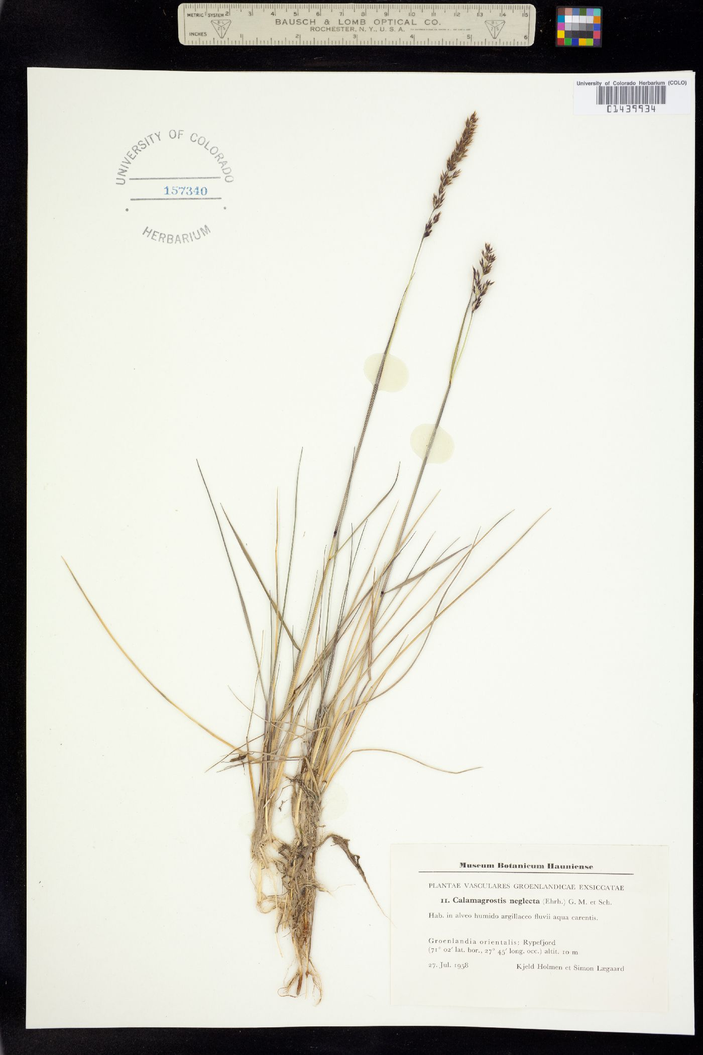Calamagrostis stricta image