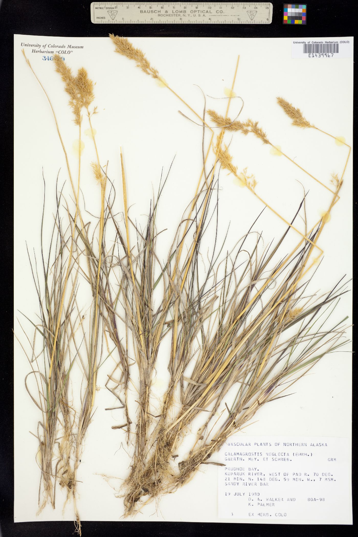 Calamagrostis image