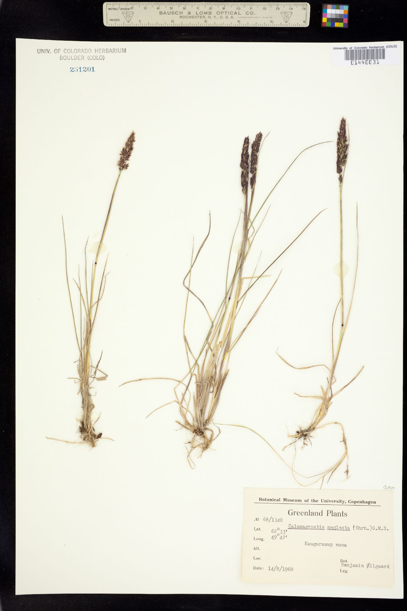 Calamagrostis stricta image