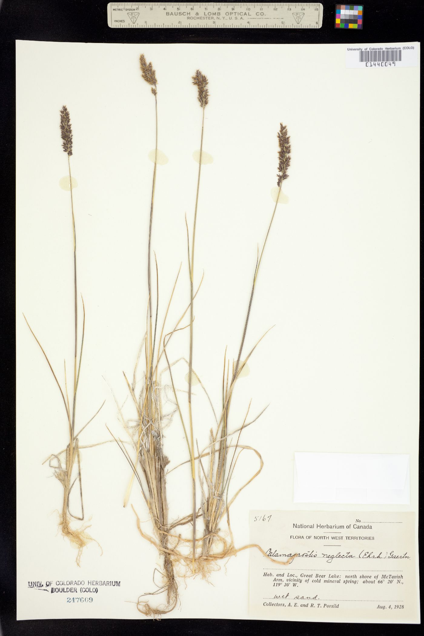 Calamagrostis image