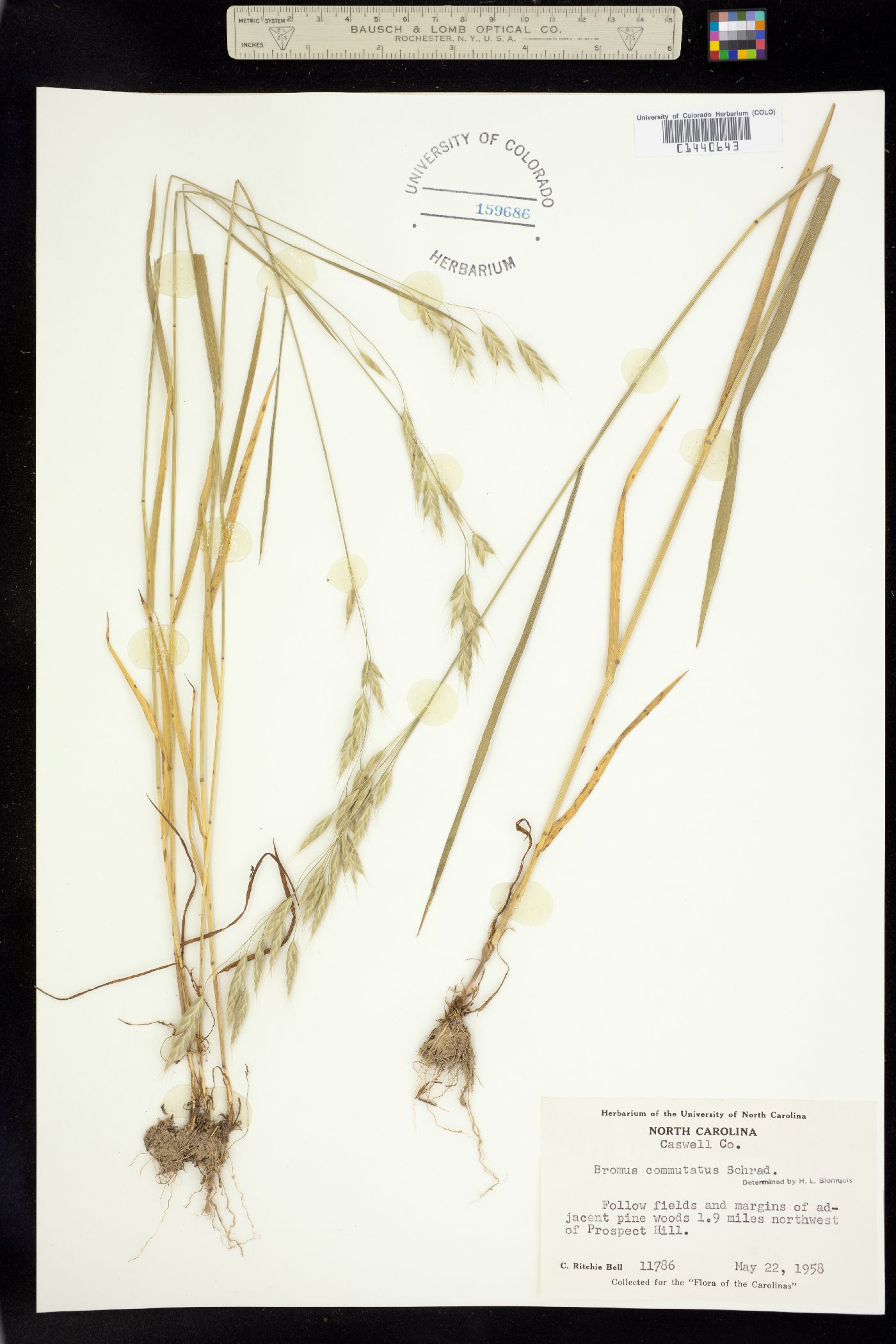 Bromus commutatus image