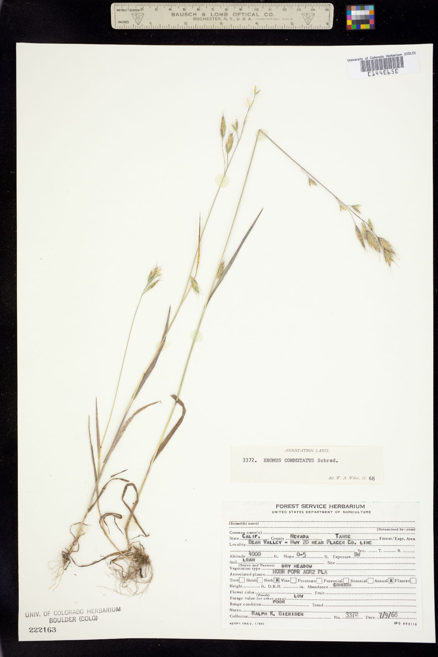 Bromus commutatus image