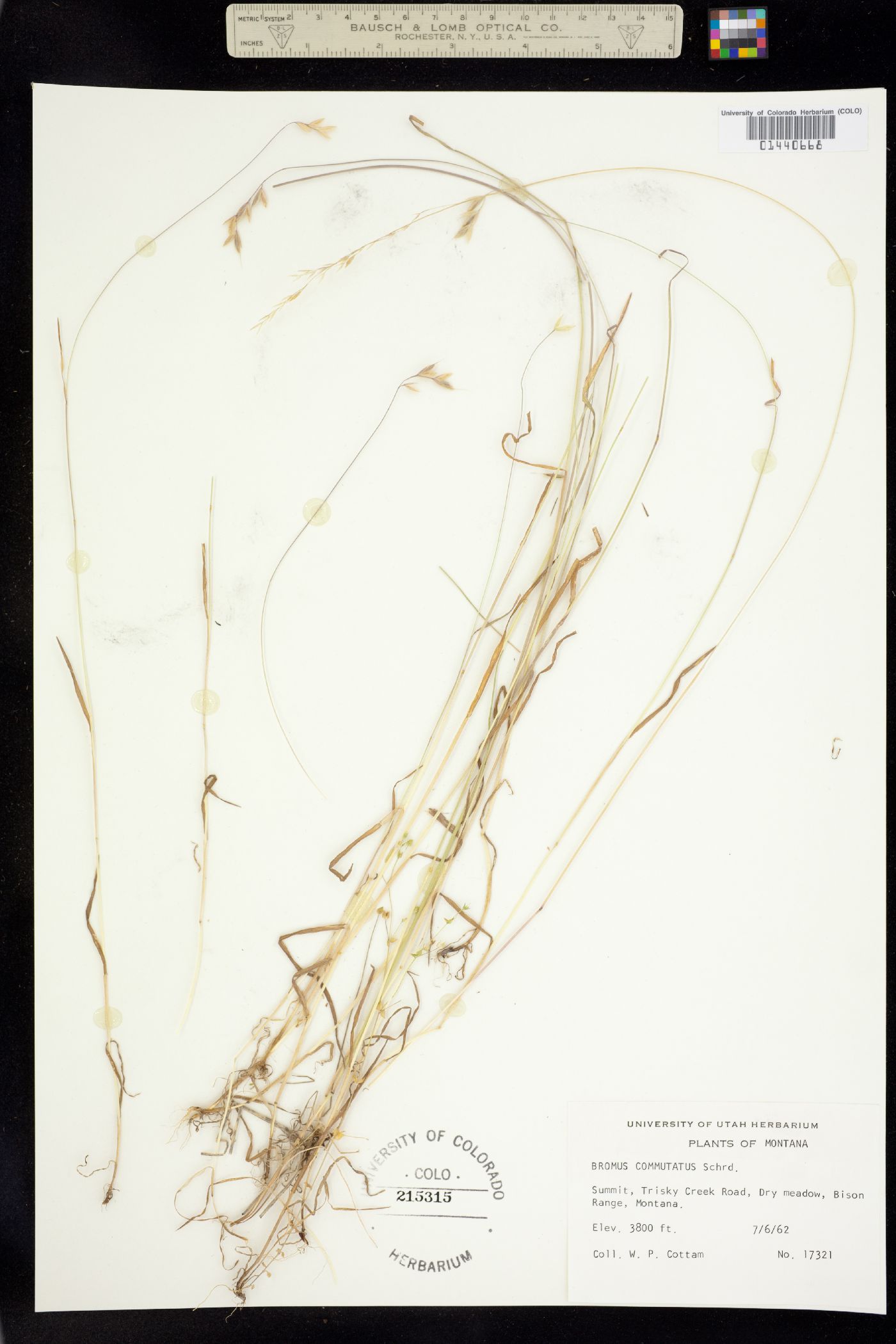 Bromus commutatus image