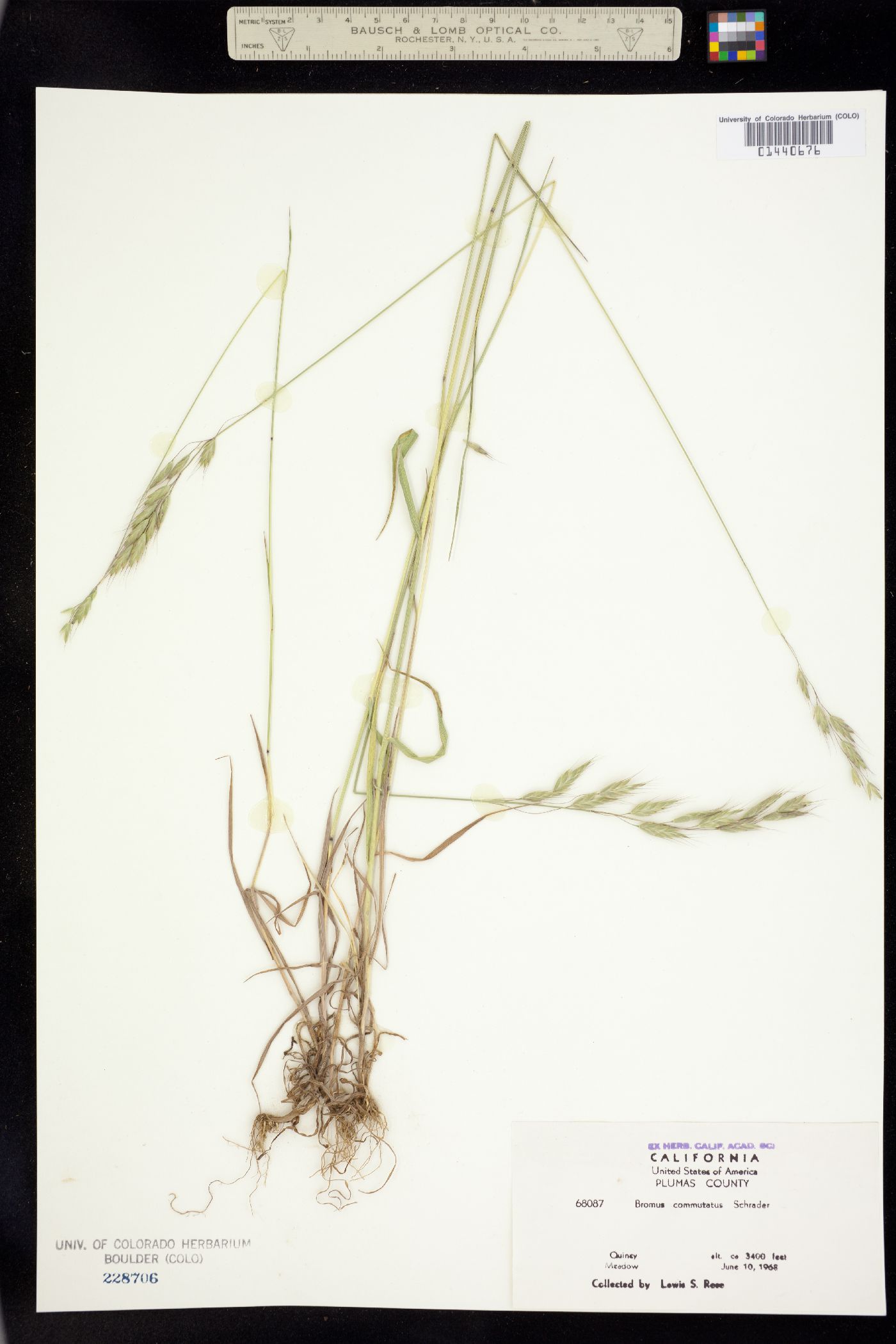 Bromus commutatus image