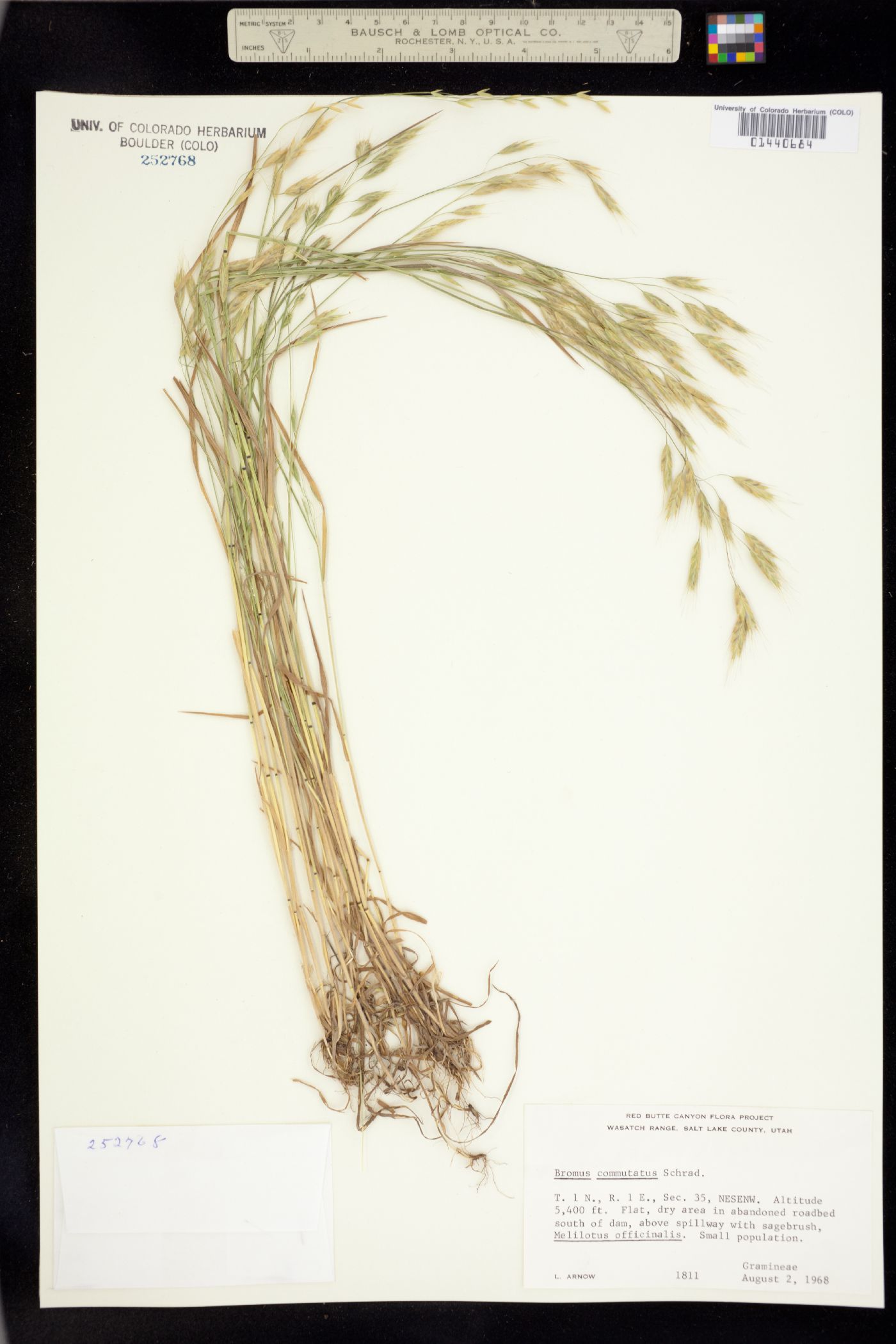 Bromus commutatus image