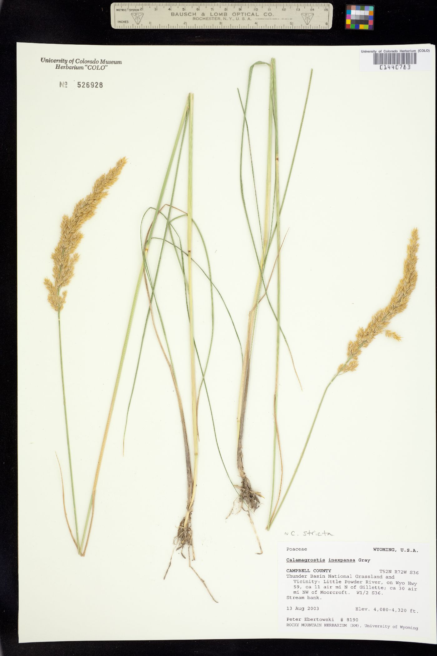 Calamagrostis stricta image