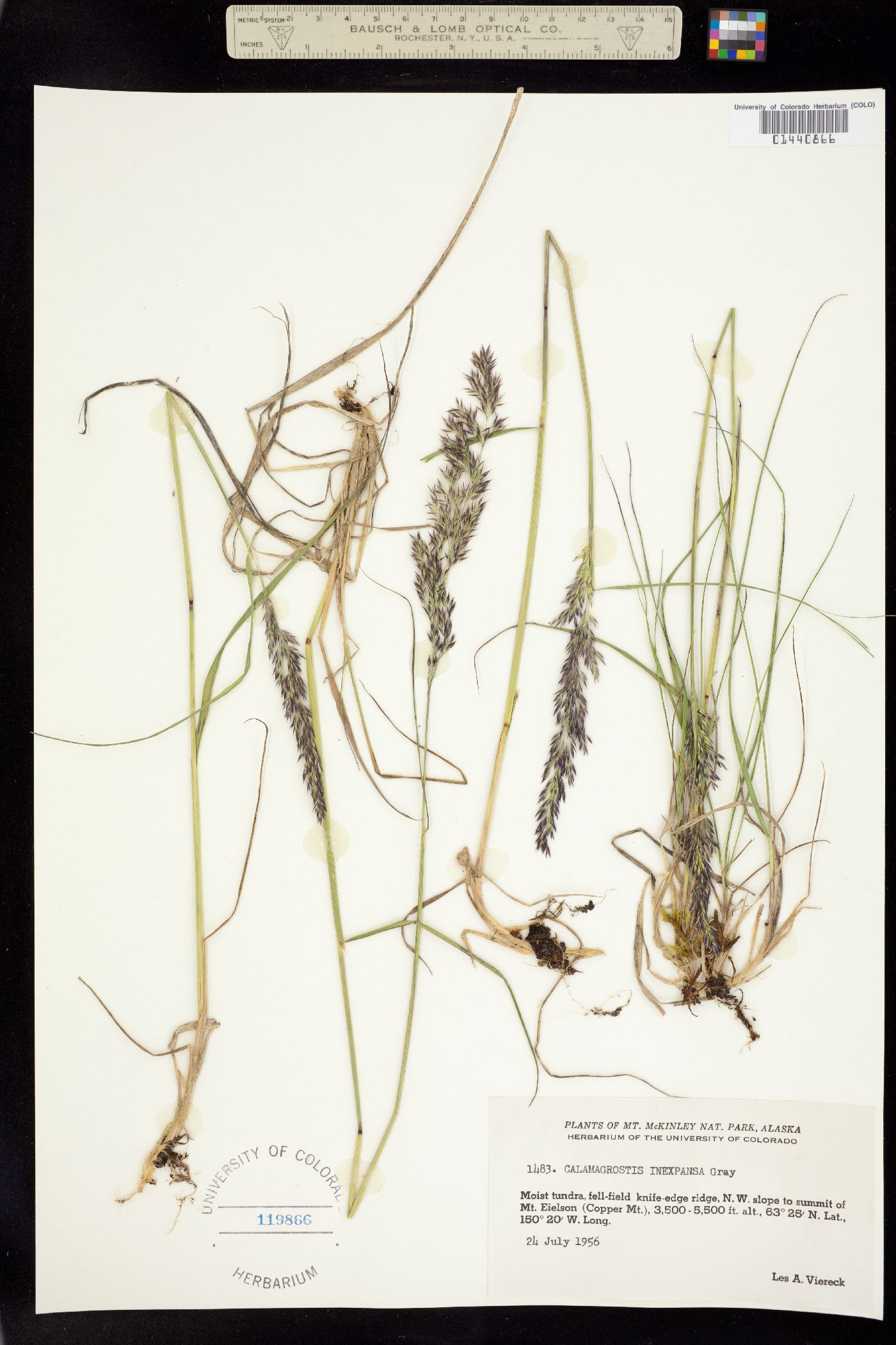 Calamagrostis stricta image