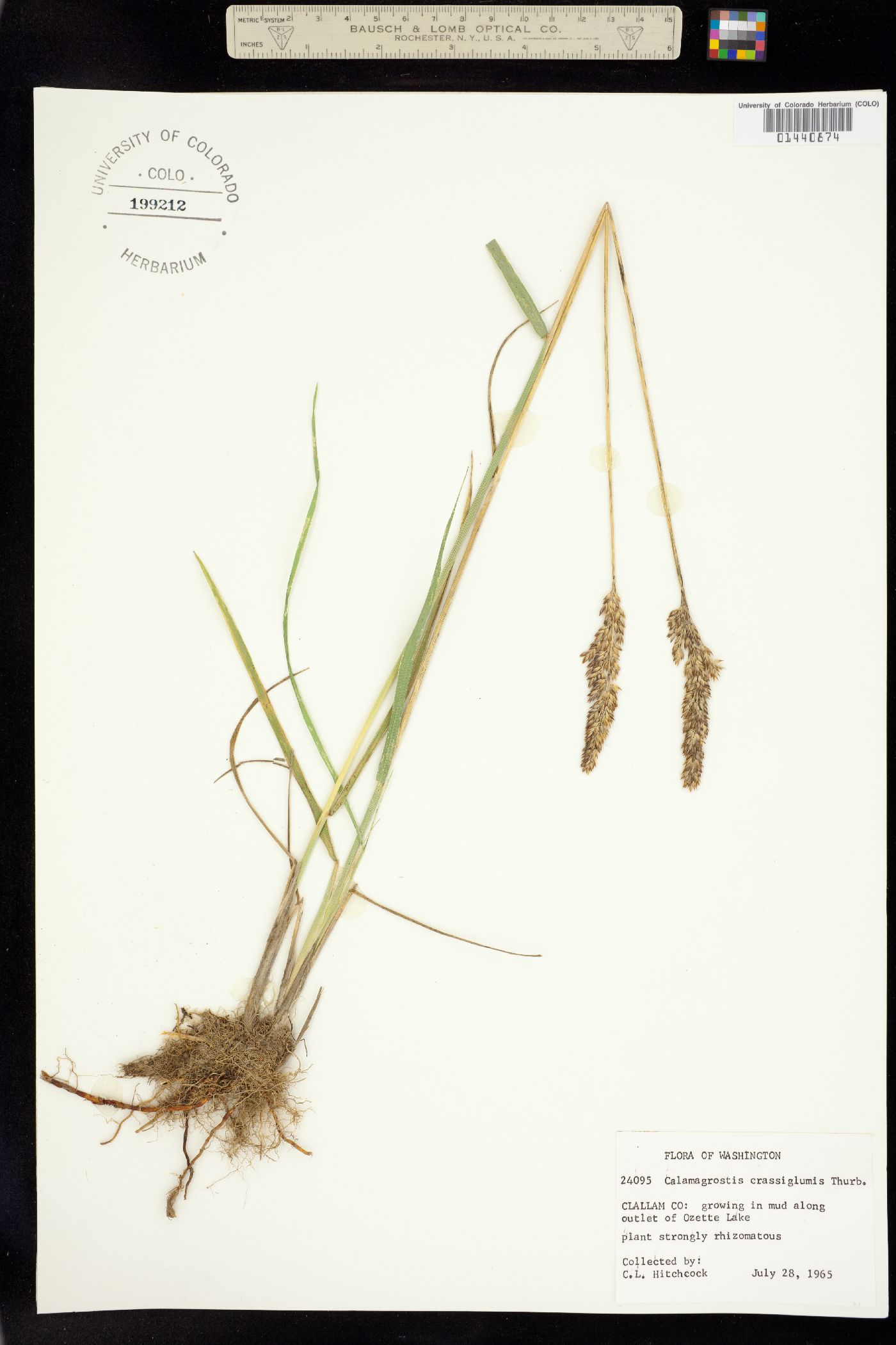 Calamagrostis stricta ssp. inexpansa image